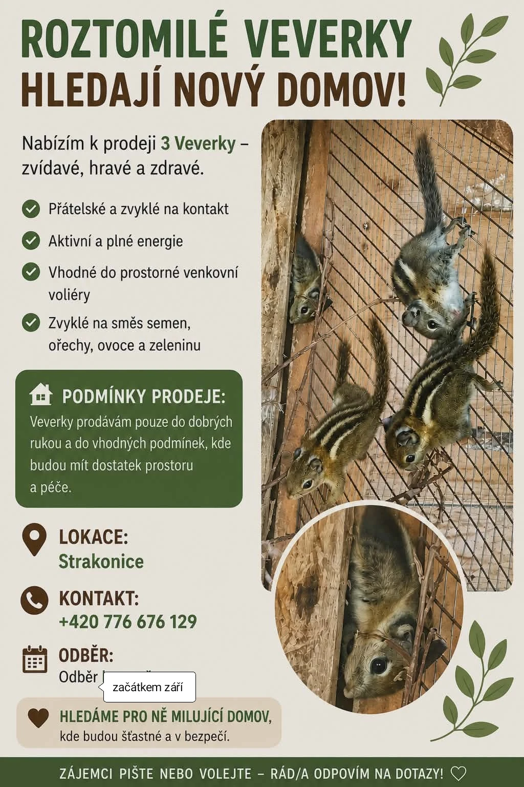 Prodám letošní odchov veverek