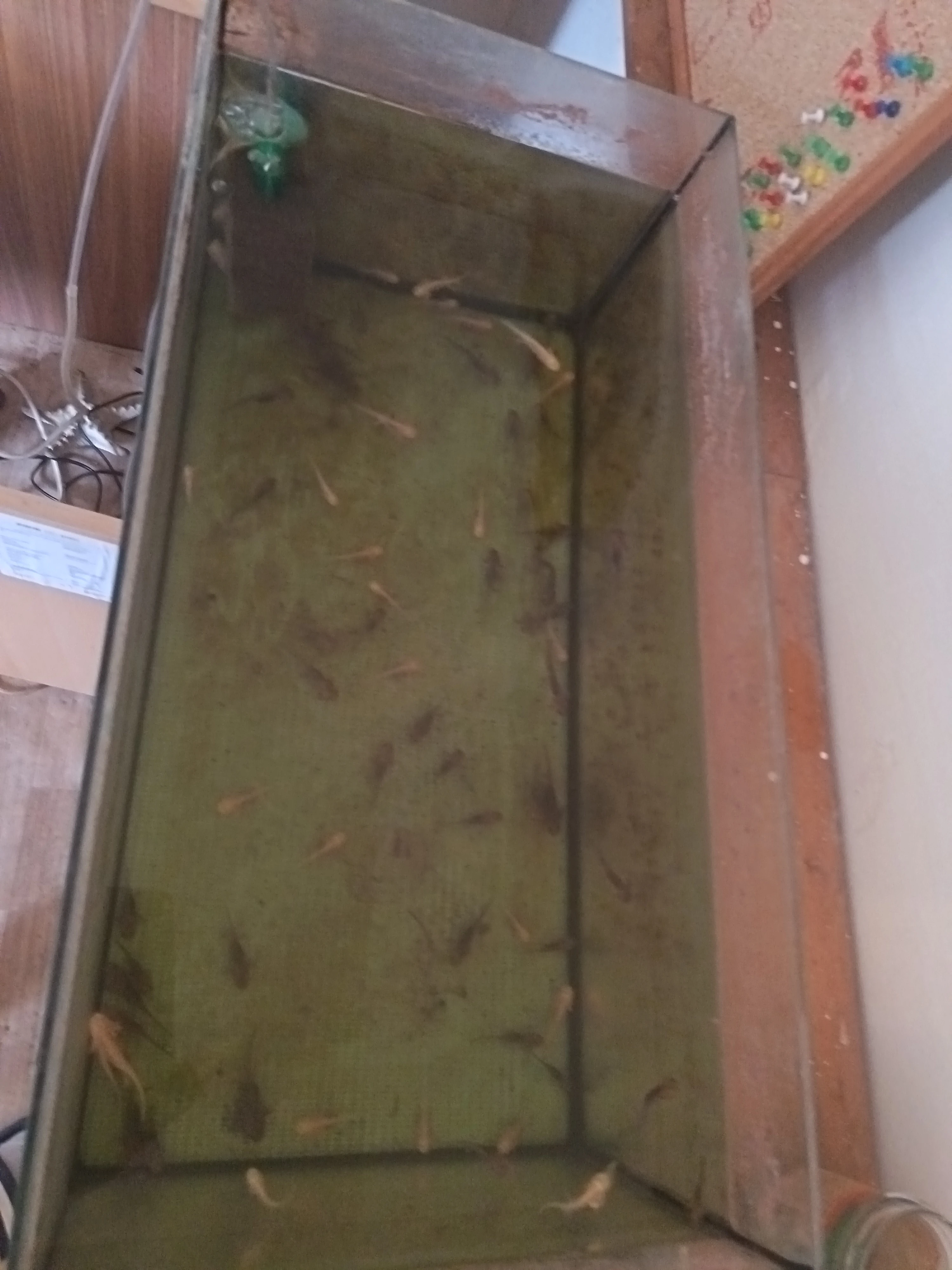 Axolotl mexický