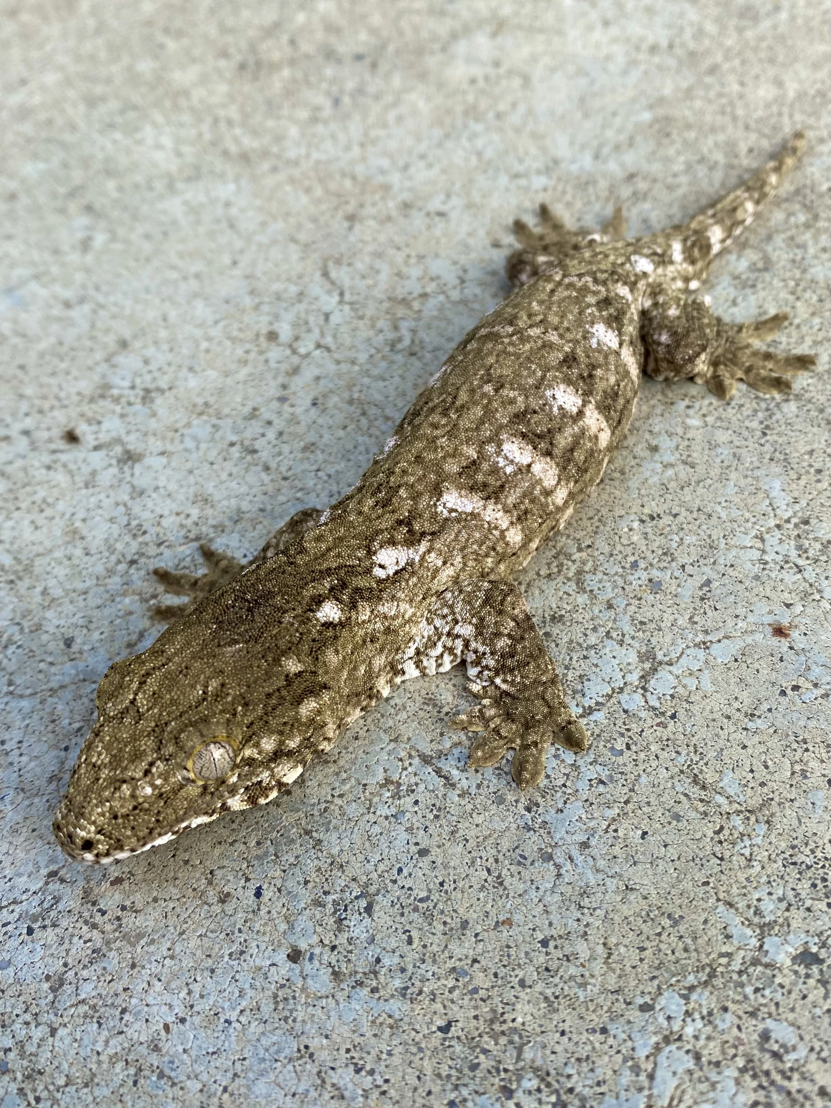 Rhacodactylus Leachianus