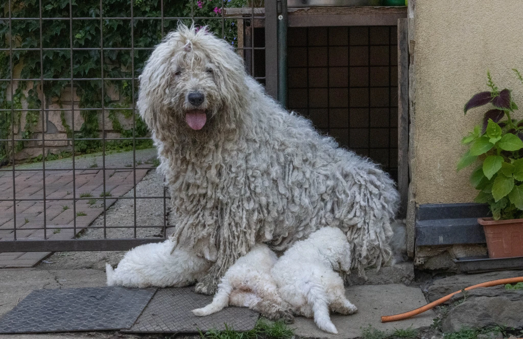 Komondor štěňátka s PP