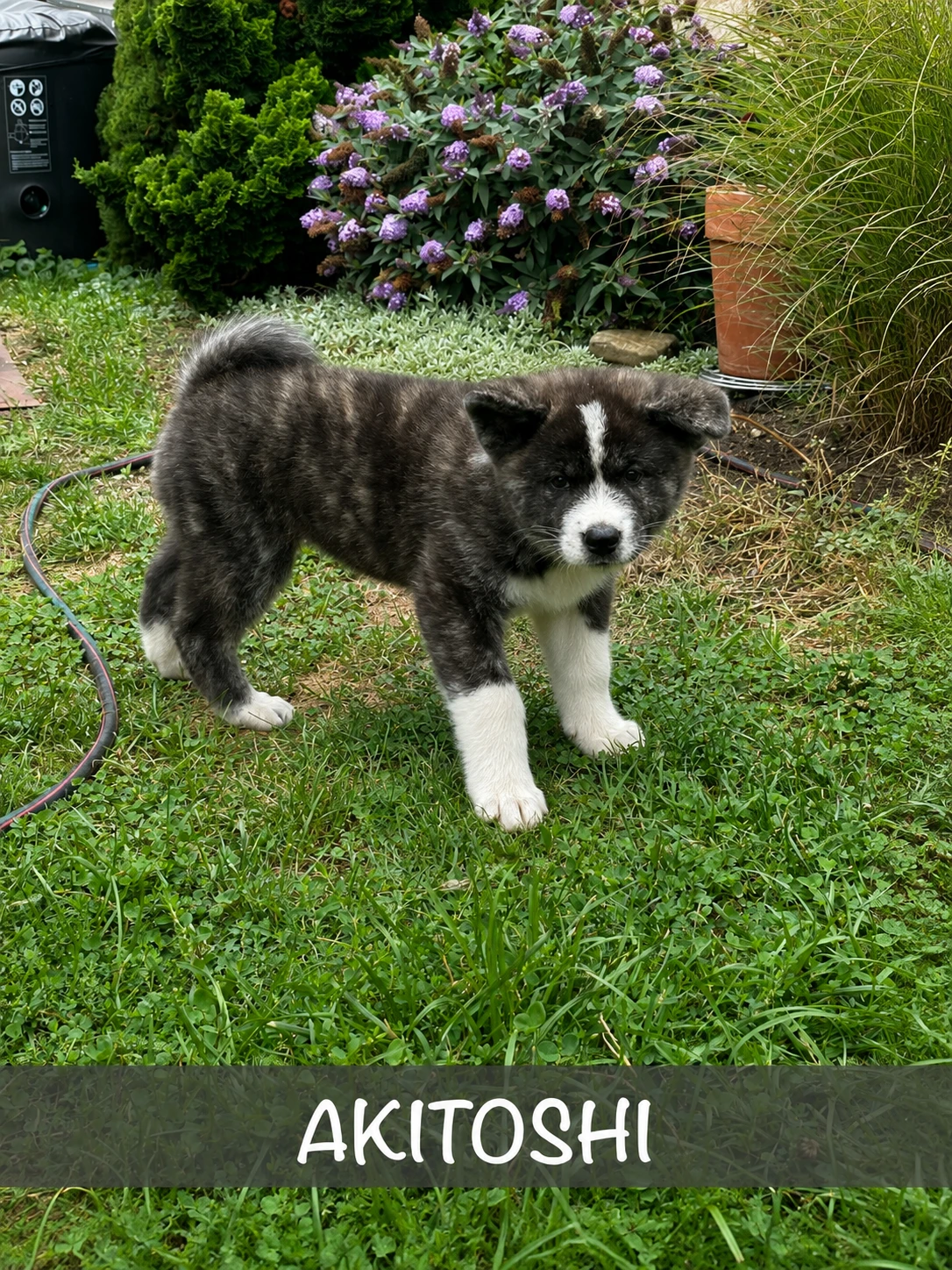 Štěňátka Akita Inu s průkazem původu
