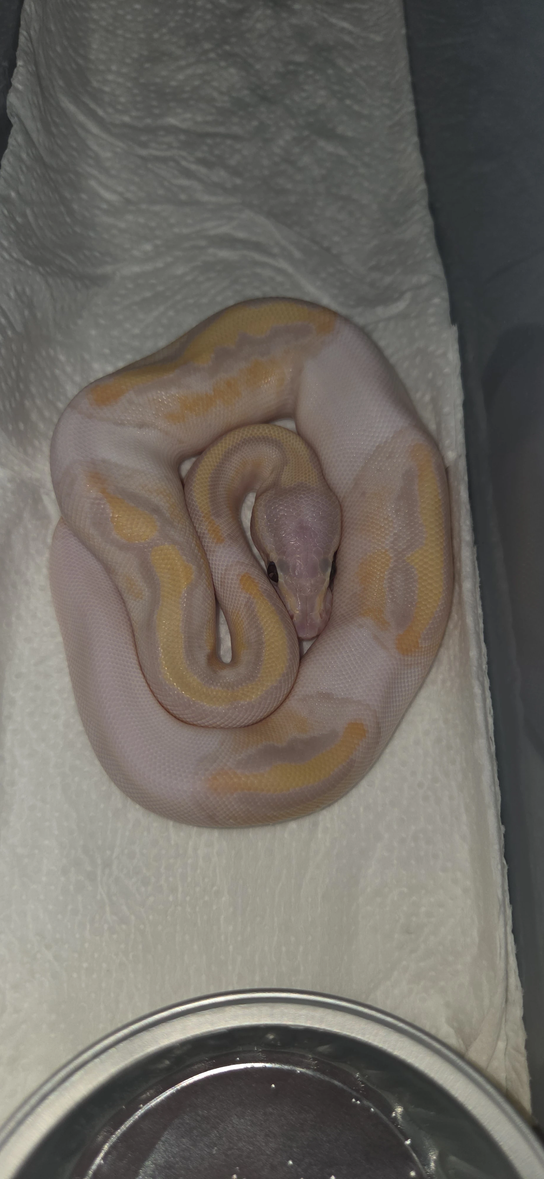 Python regius