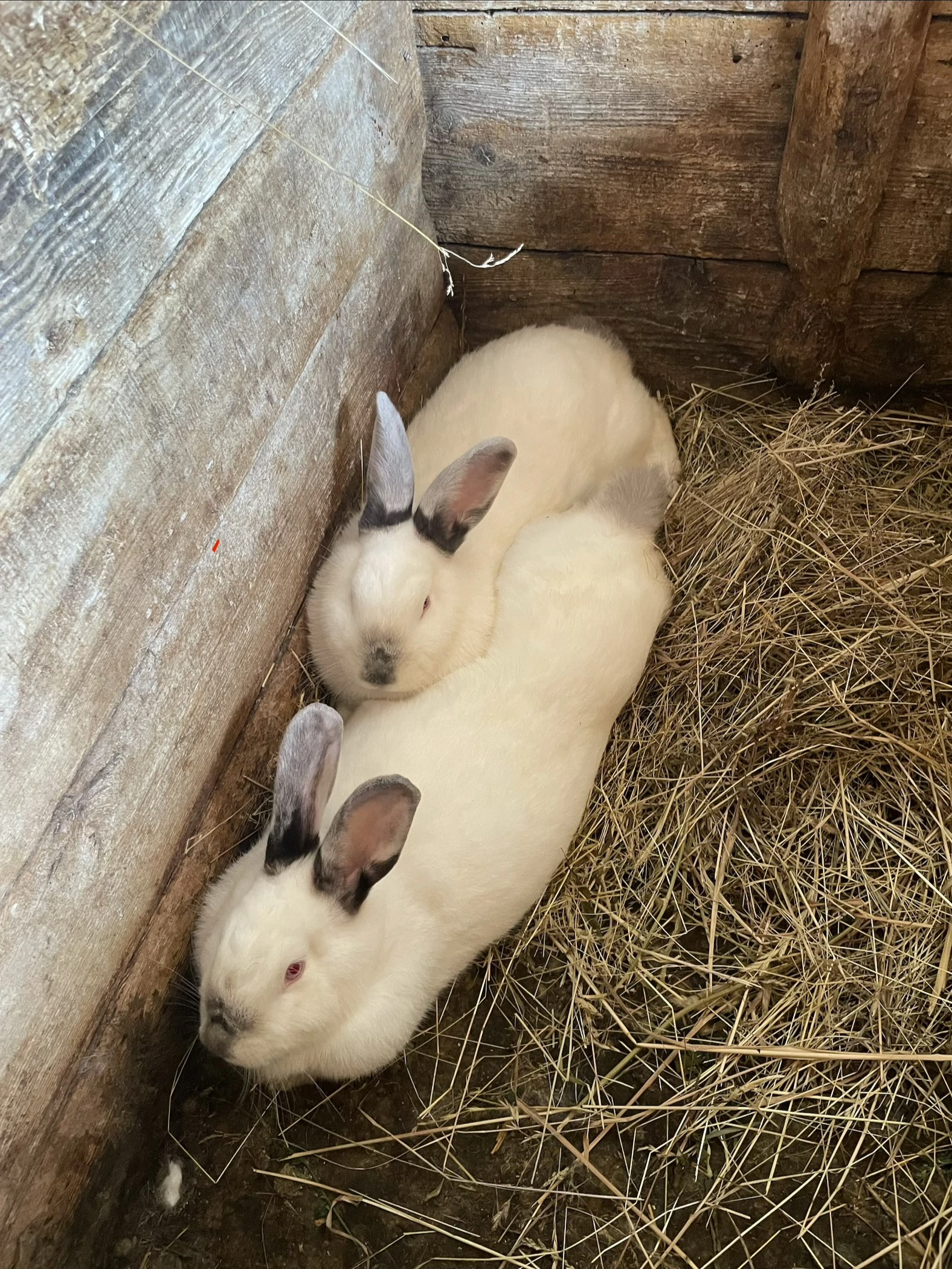 2x Kalifornská samice