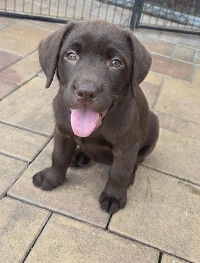 Štěně - čokoládová fenka Labradorský retriever