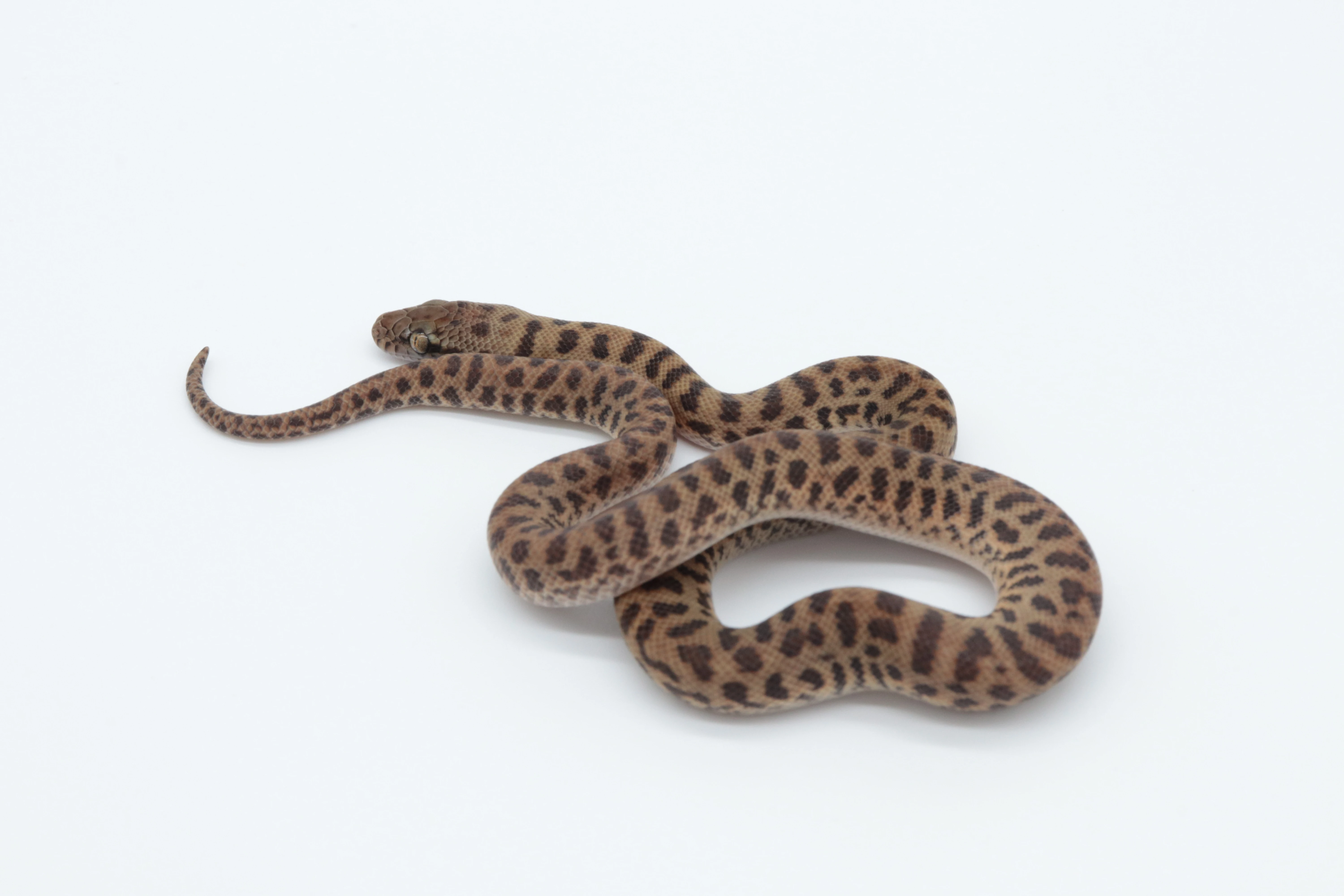 Antaresia childreni