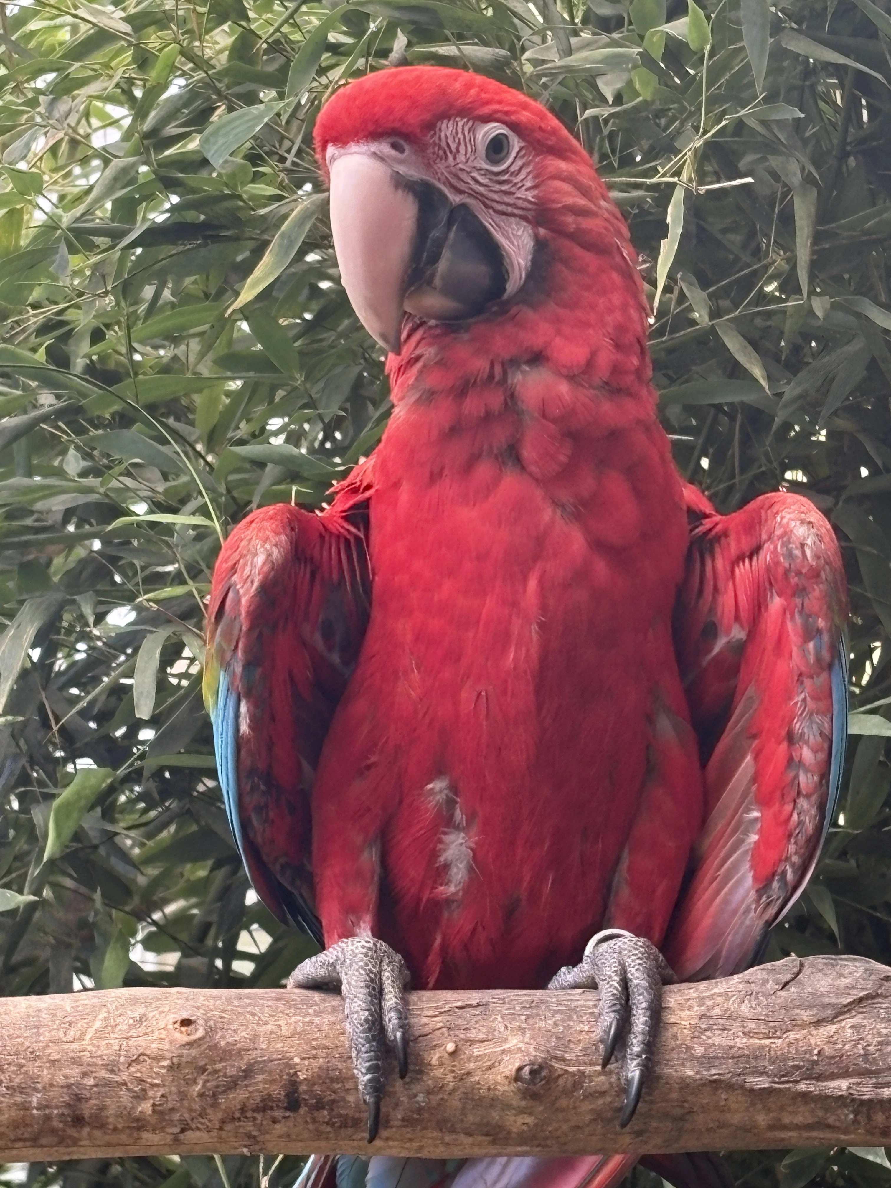 Ara zelenokridla