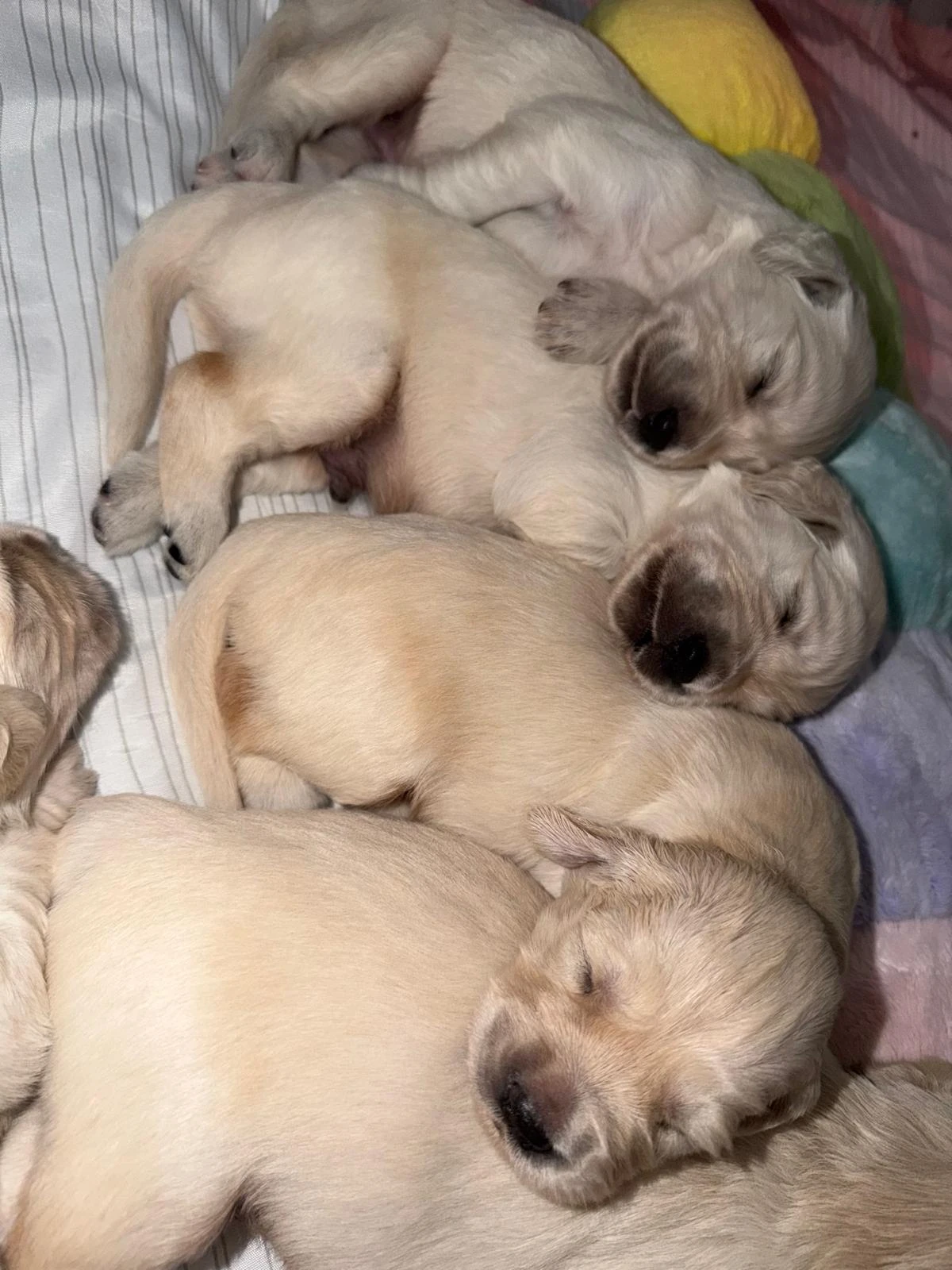 Golden Retriever s PP FCI – a vrh Diamond Bond