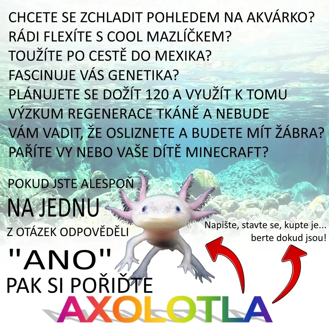 Axolotli leucistní a wild