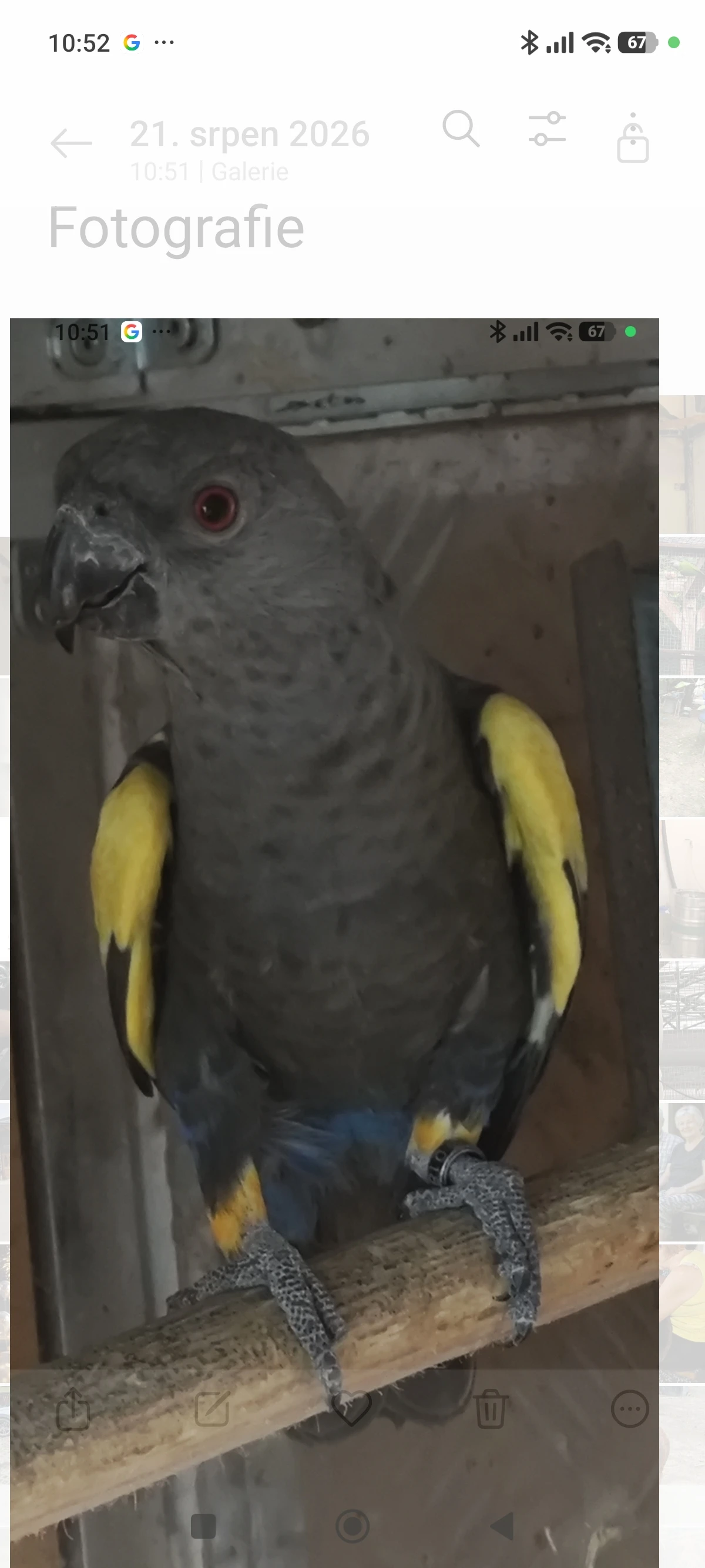 Rueppellii