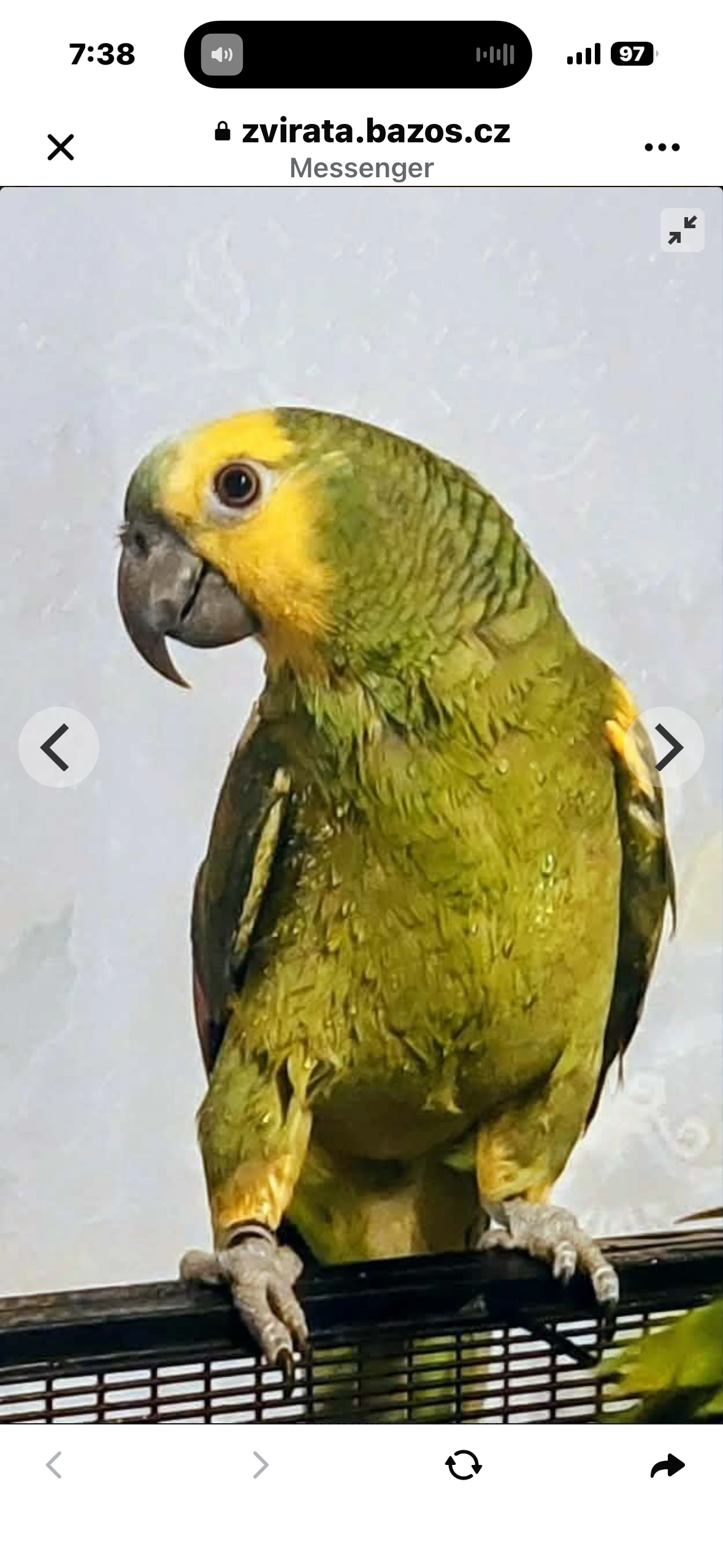 Amazonan modrocely