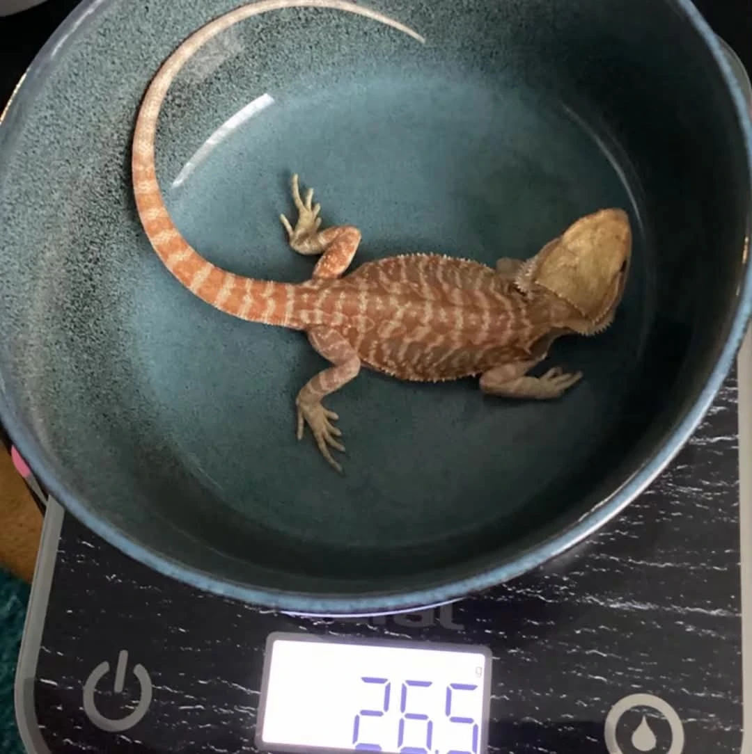 Samec agamy vousaté citrus x Orange citrus