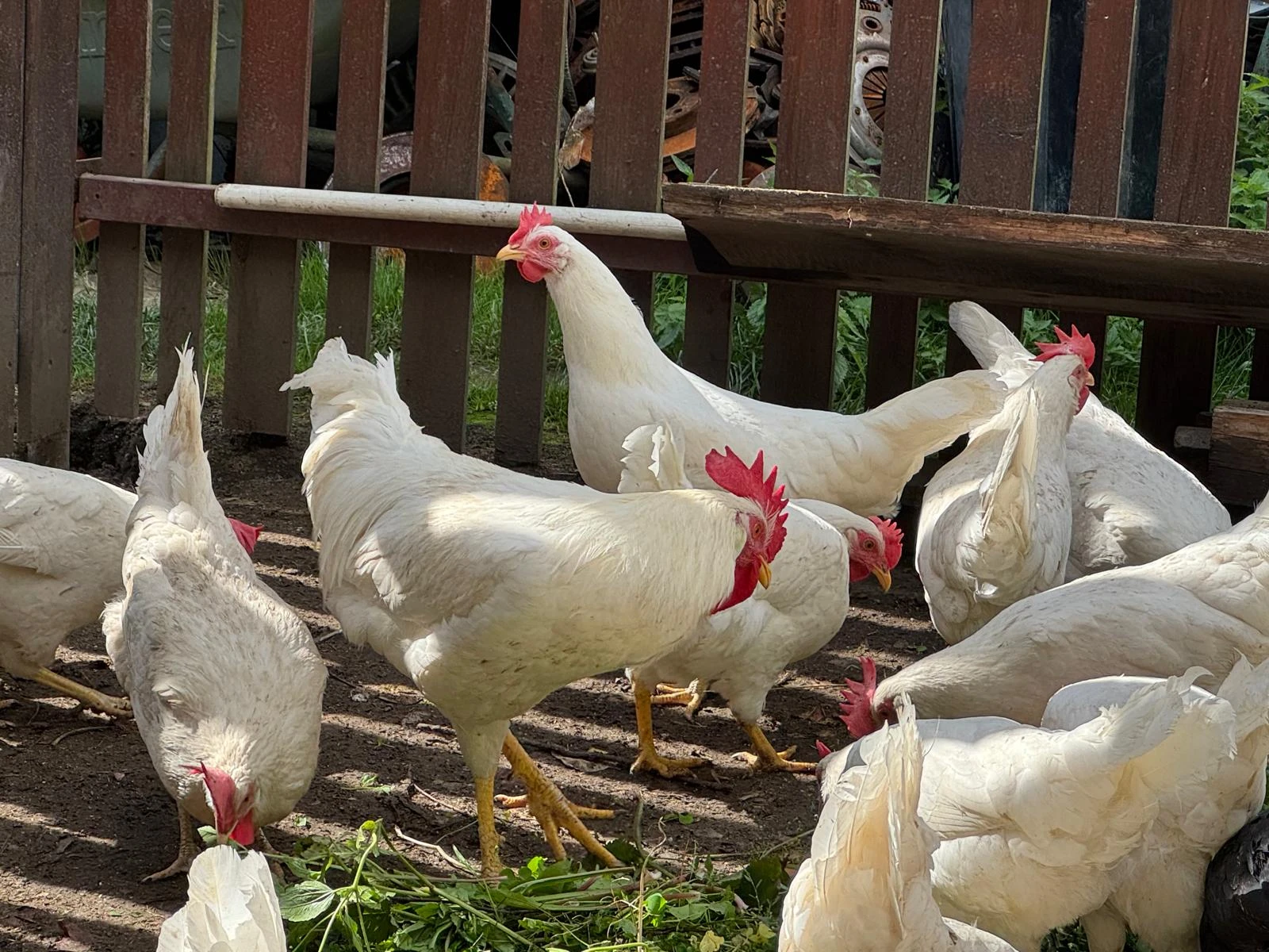 Leghorn kohouti
