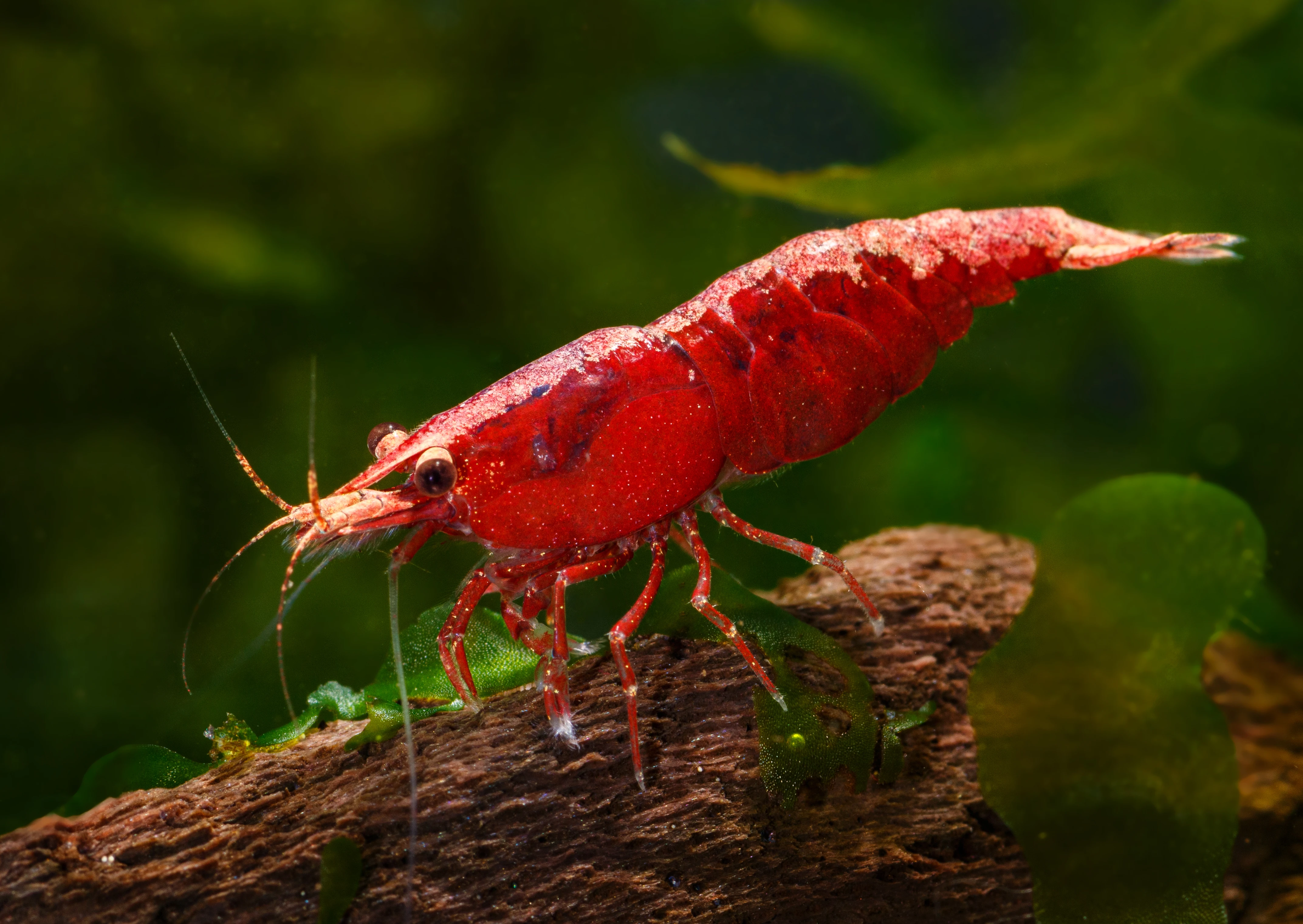 Neocaridina Red Sakura