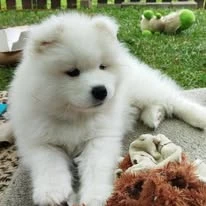 Samojed - štěňátka