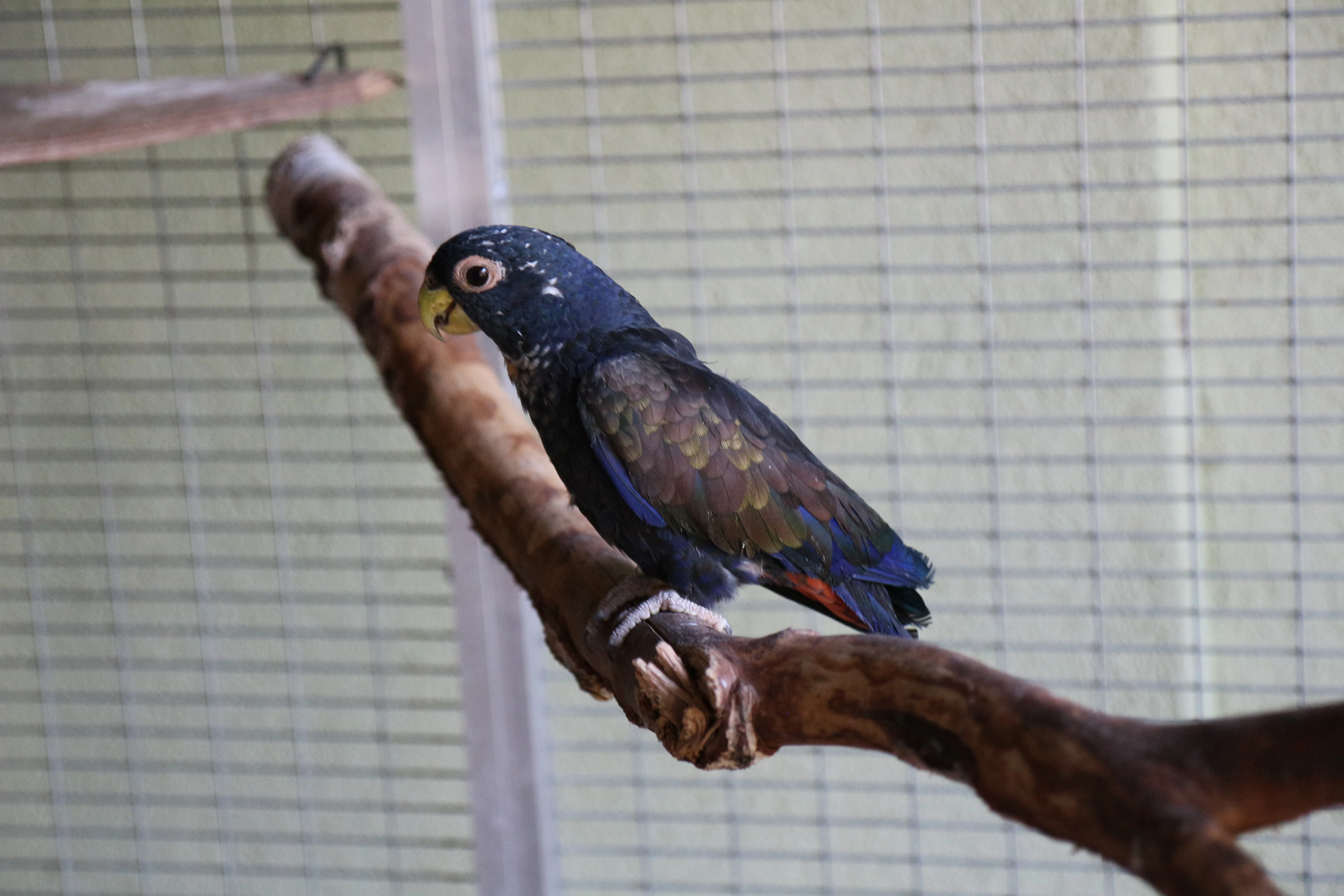 Bronzszárnyú papagáj - pionus chalcopterus