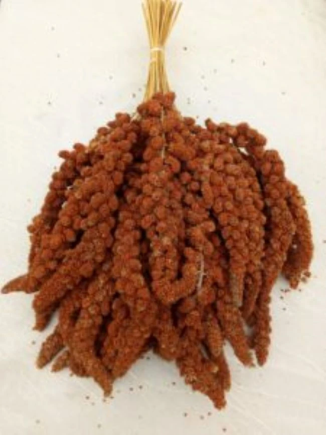 Červené senegalské proso - klasy