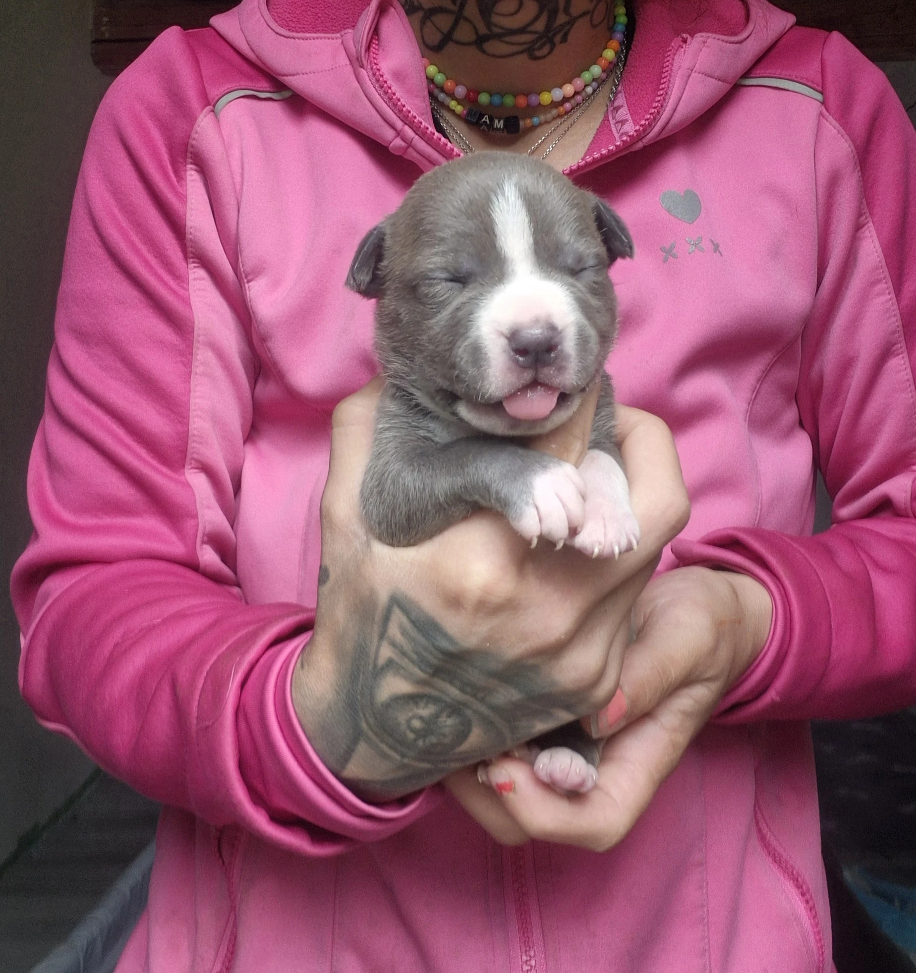 American bully xl s PP