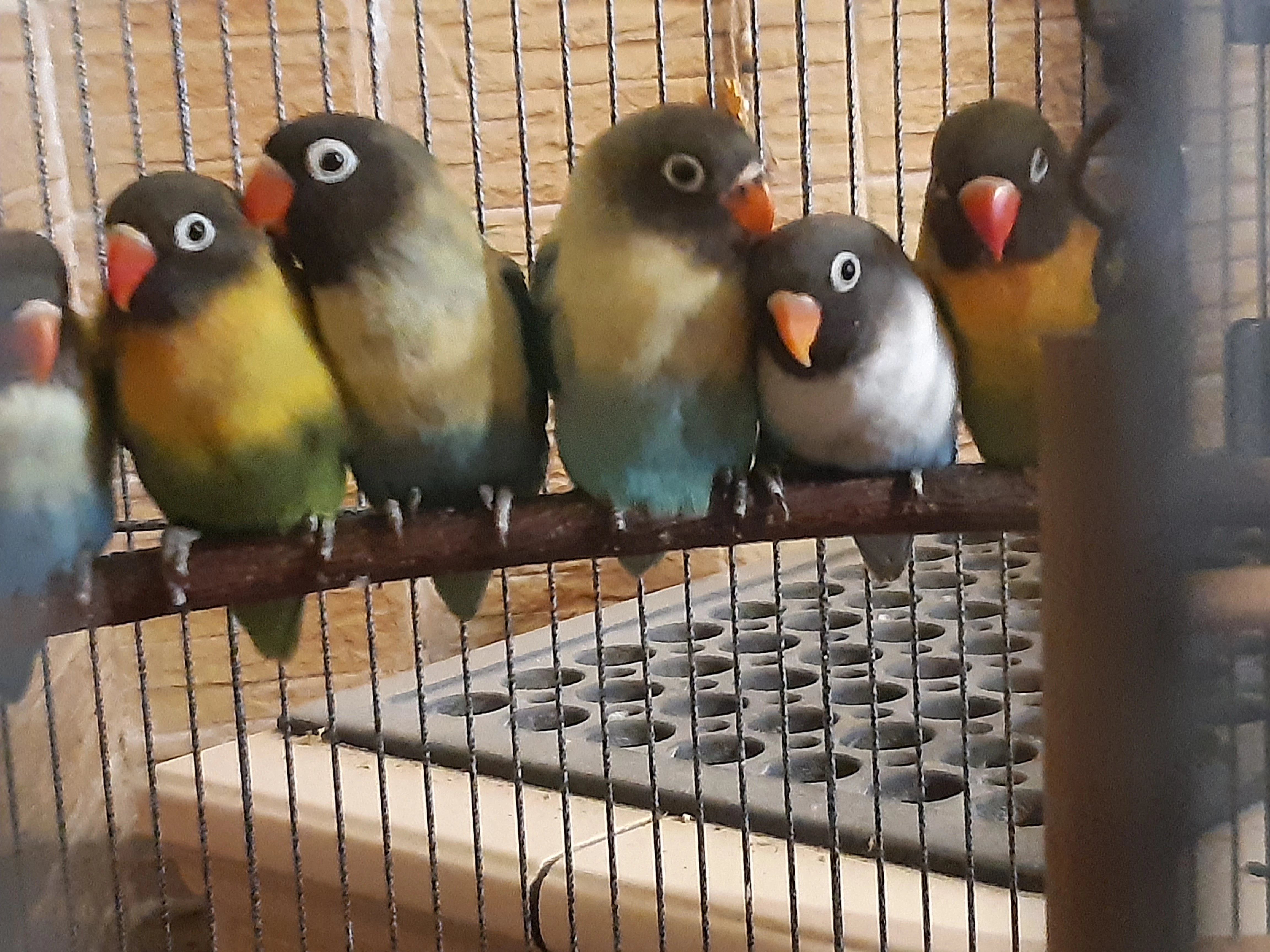 Agapornis skraboskovy