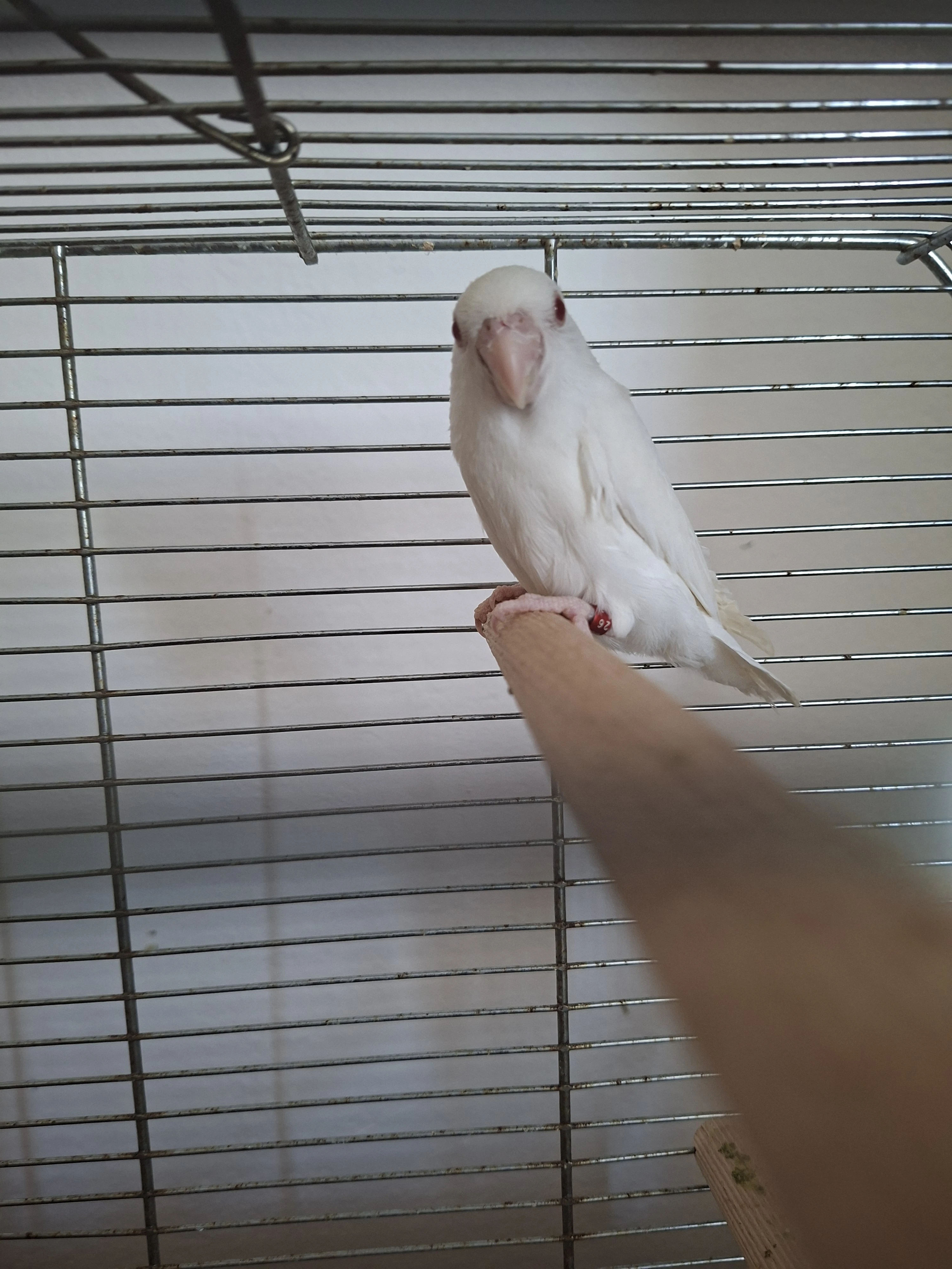 Forpus albino