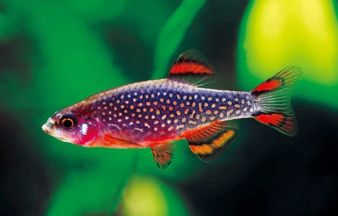 Danio perlové (razbora galaxy)