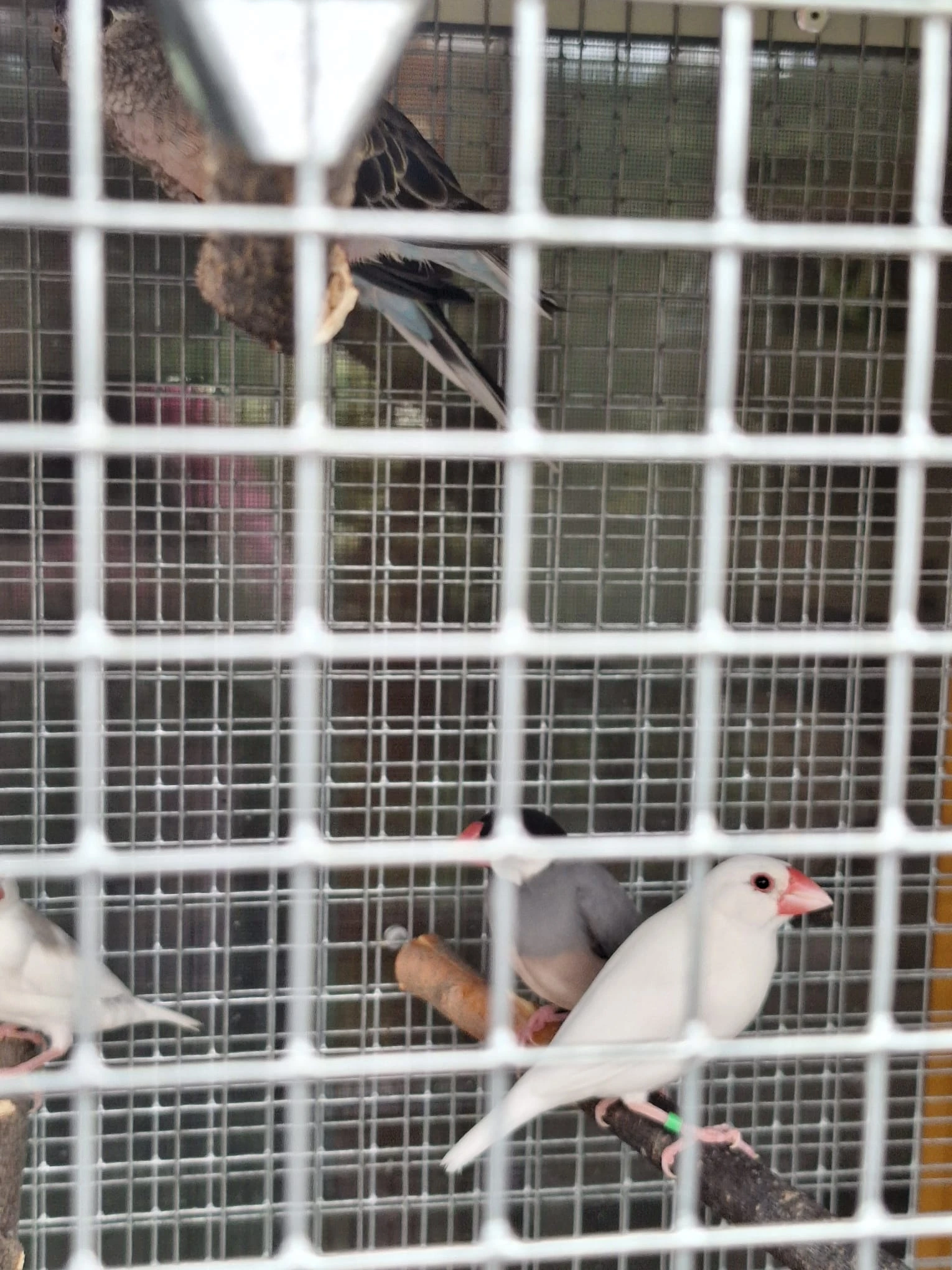 Prodám rýžovníky ve skvělé kondici, letošní mláďata