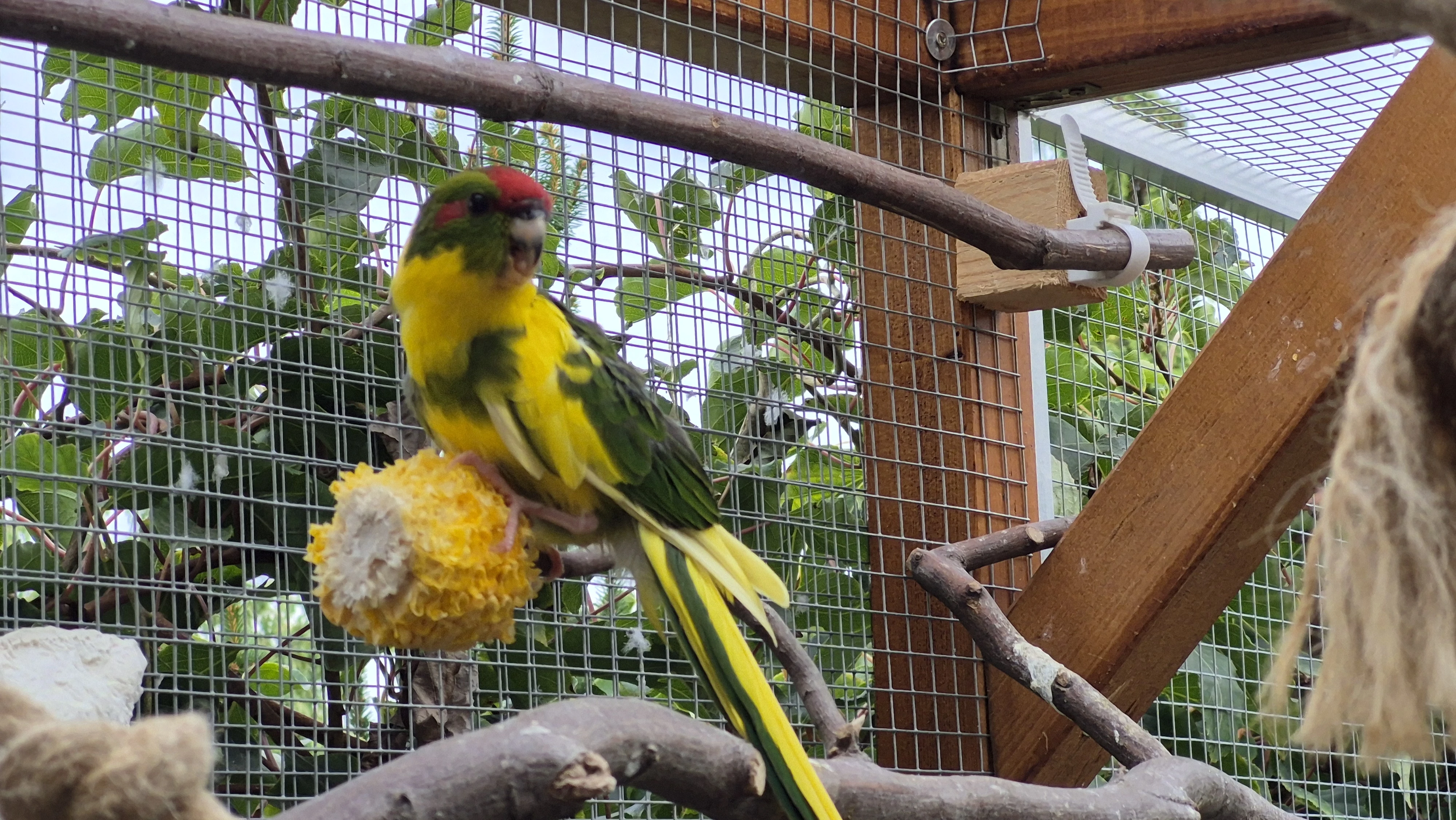 Kakariky