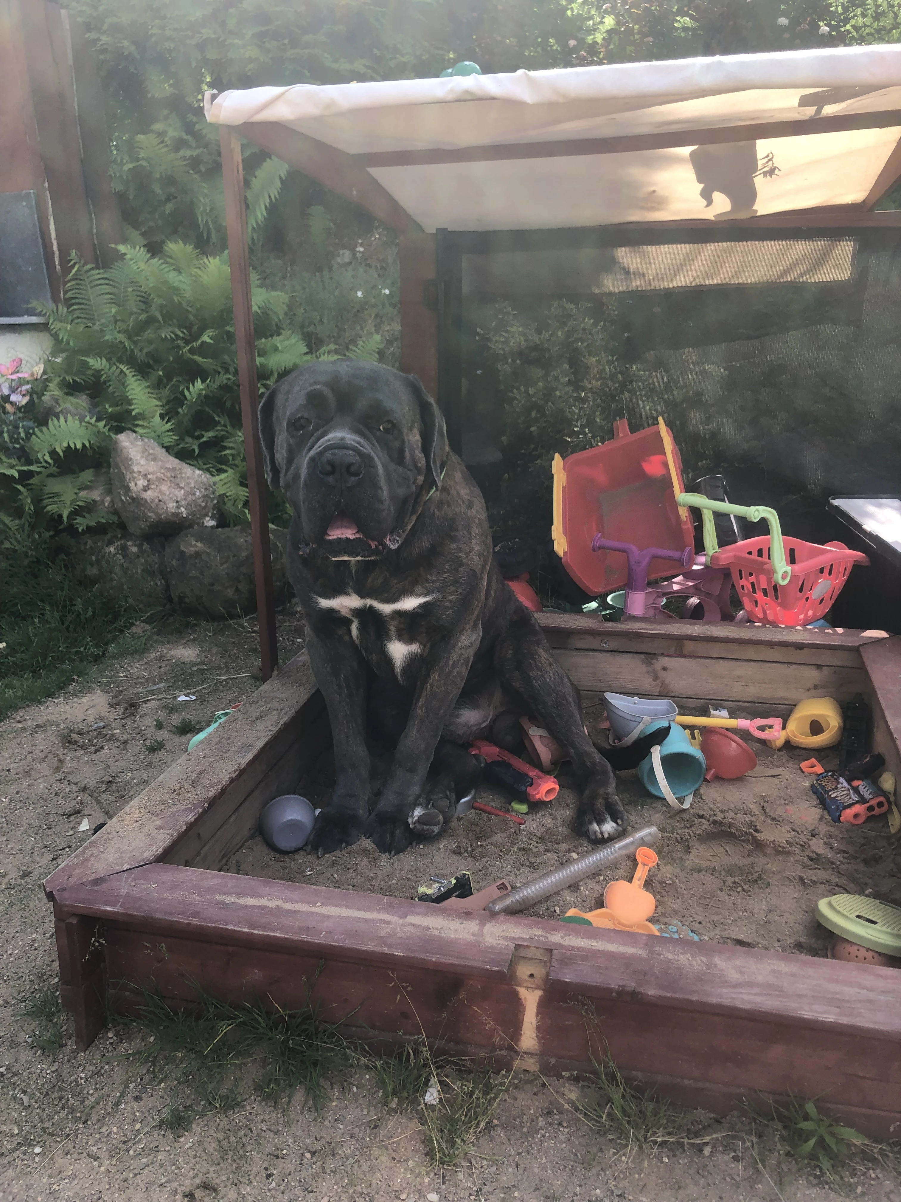 Cane corso