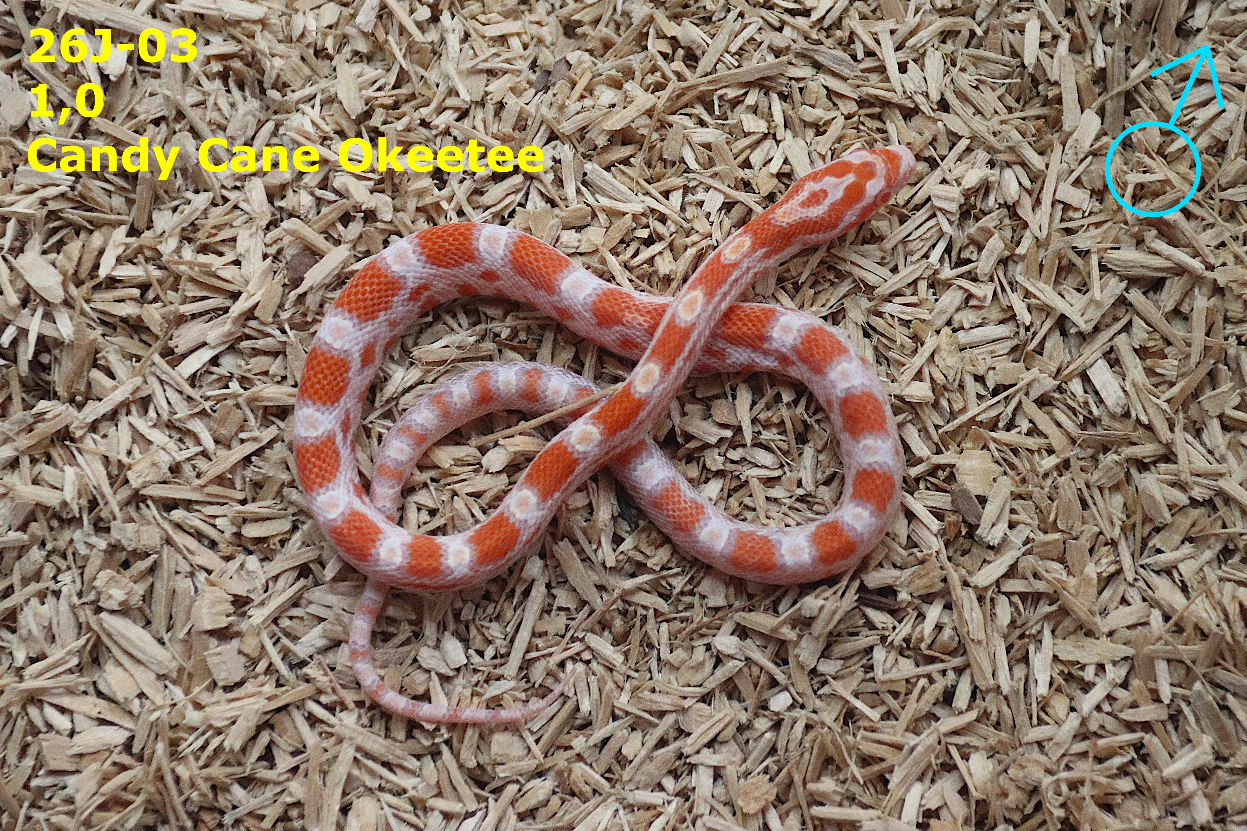 Užovka červená (P. guttatus) - Phantom Tessera,Hypo Blizzard,Candy Cane,Caramel