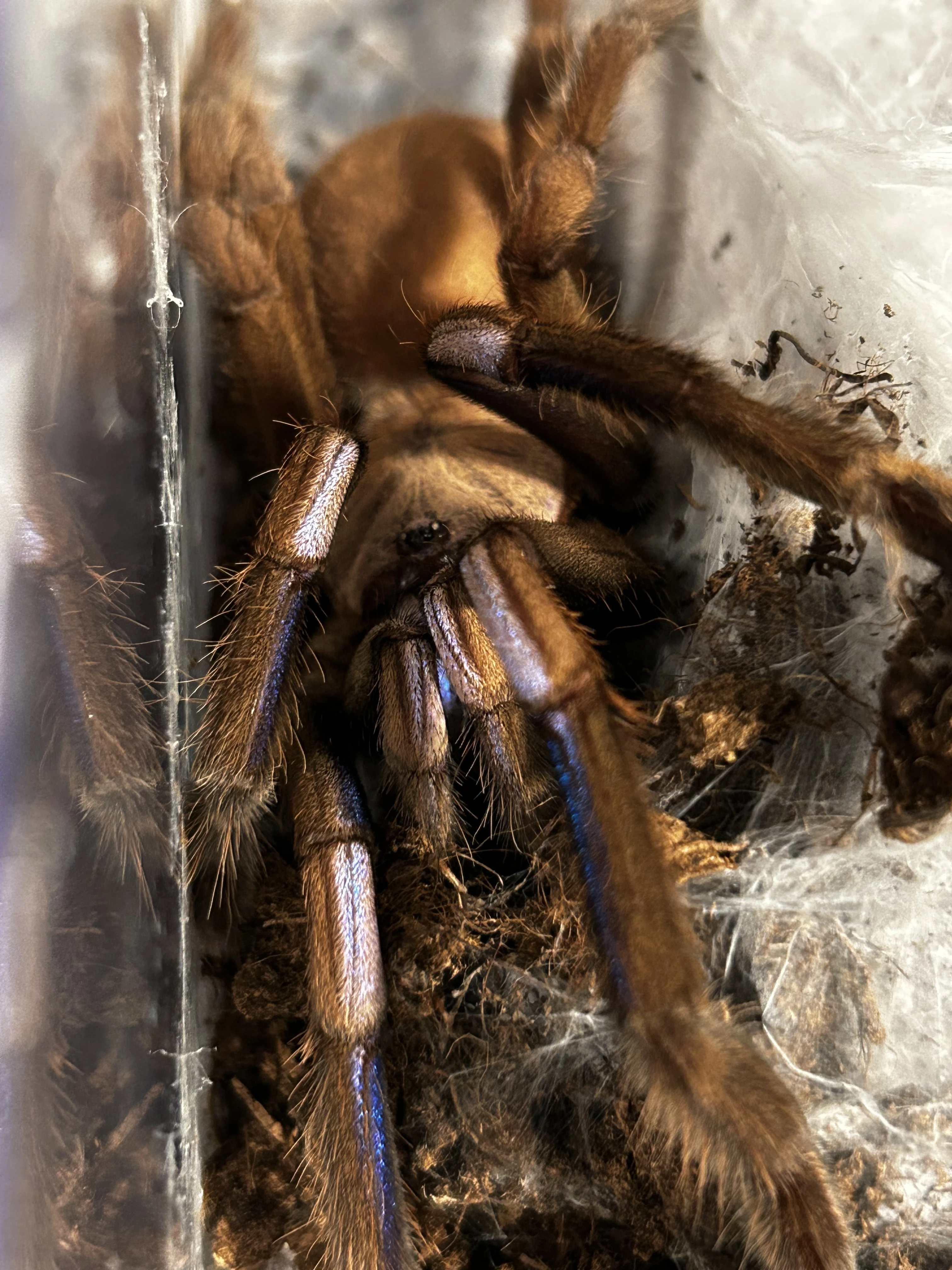 Chilobrachys natanicharum 1. svlek