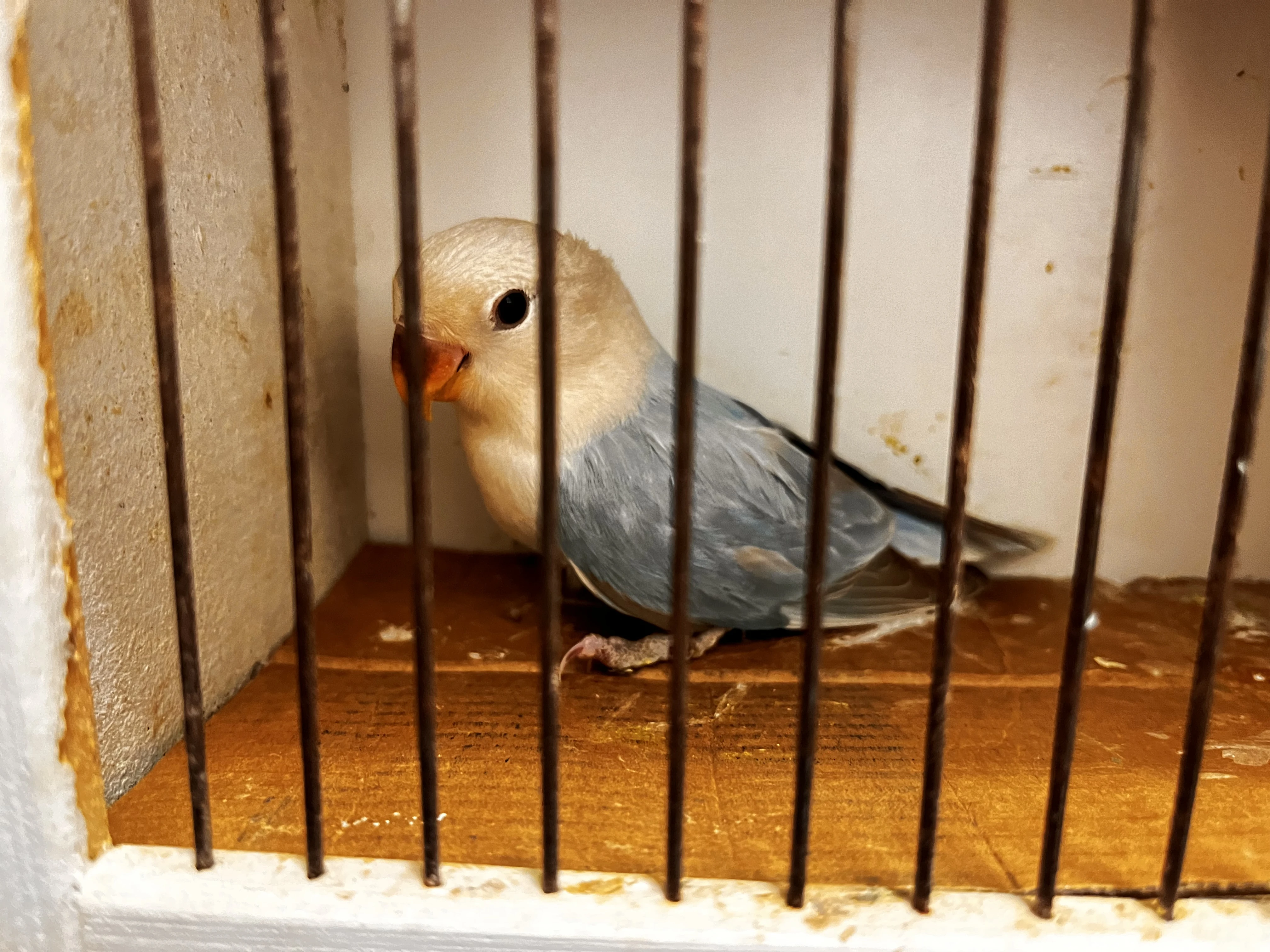 Agapornis růžohrdlý