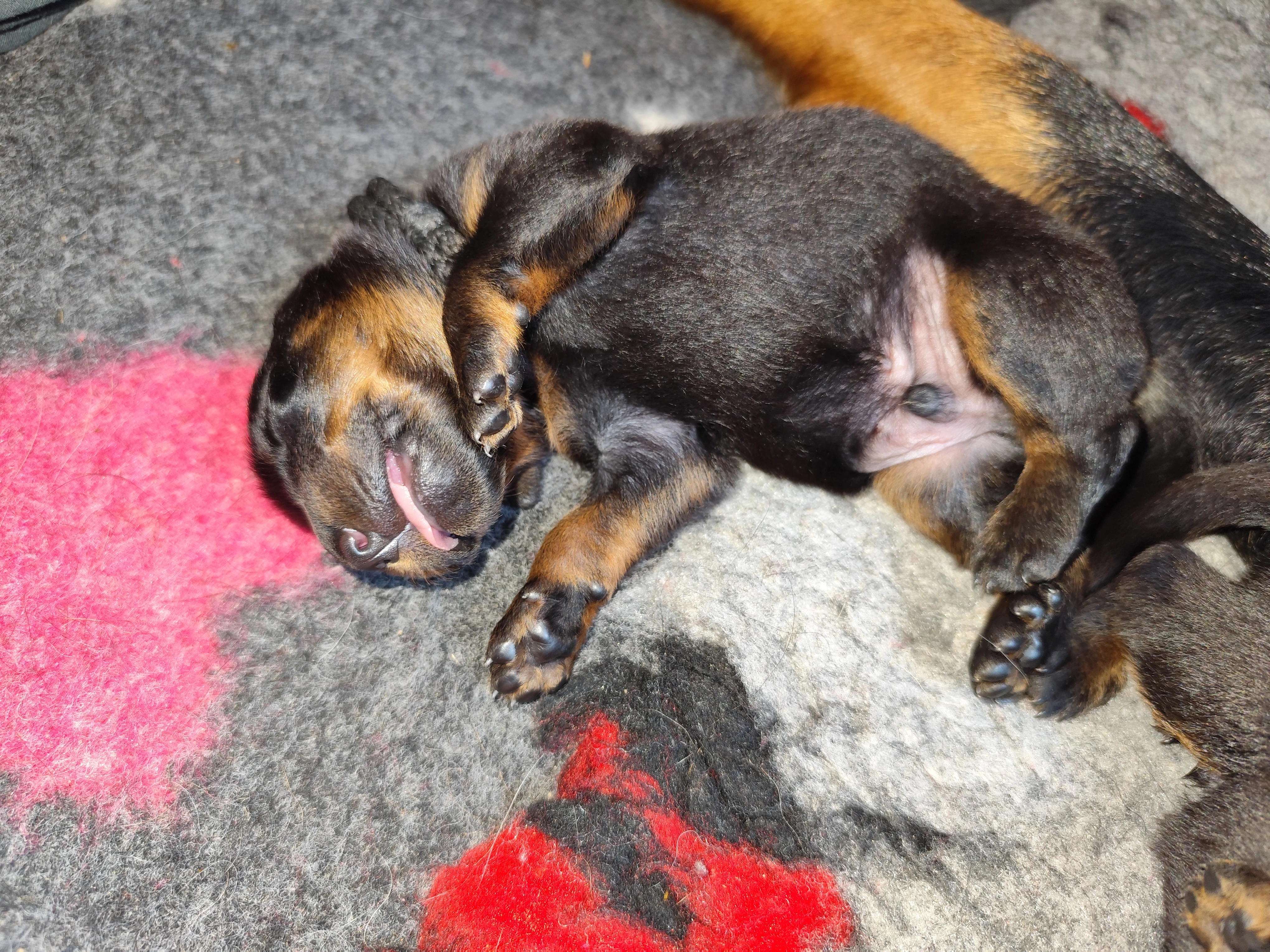 Beauceron - štěňata s PP