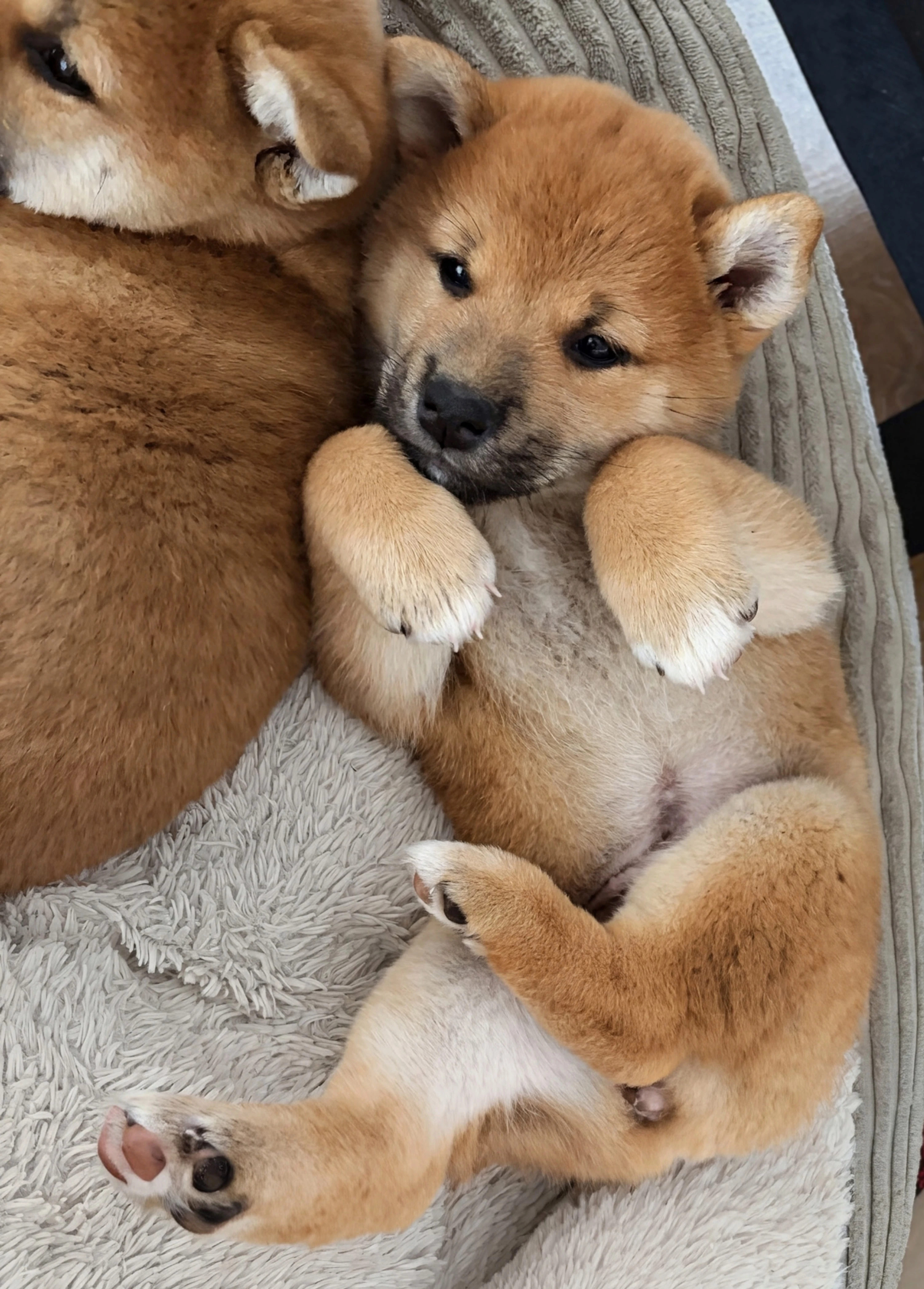 Shiba inu štěně