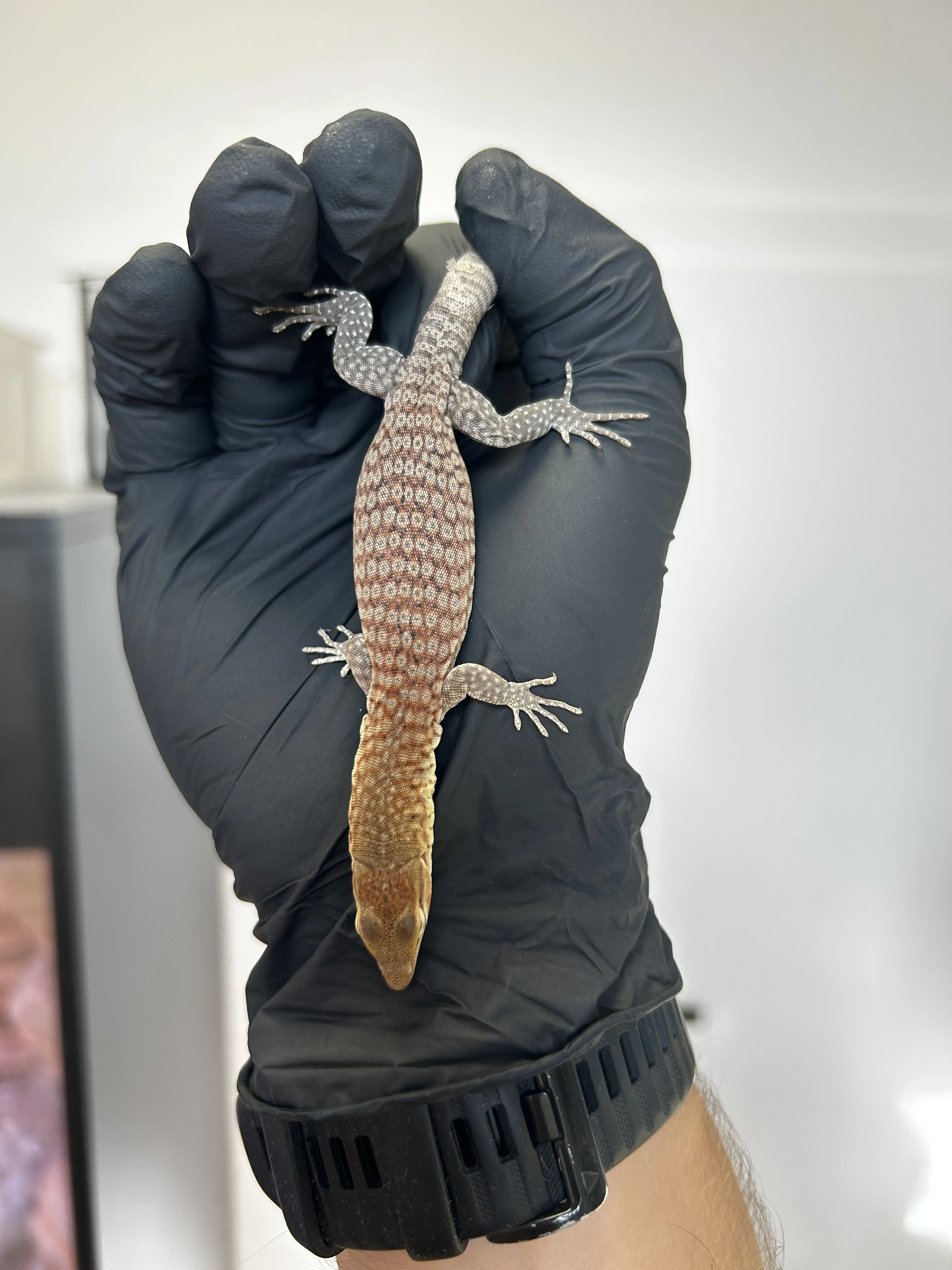 Varanus tristis orientalis