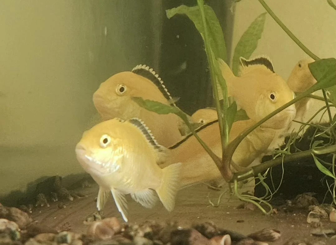 Prodám skupinu tlamovcú ladidochromis sp. yellow