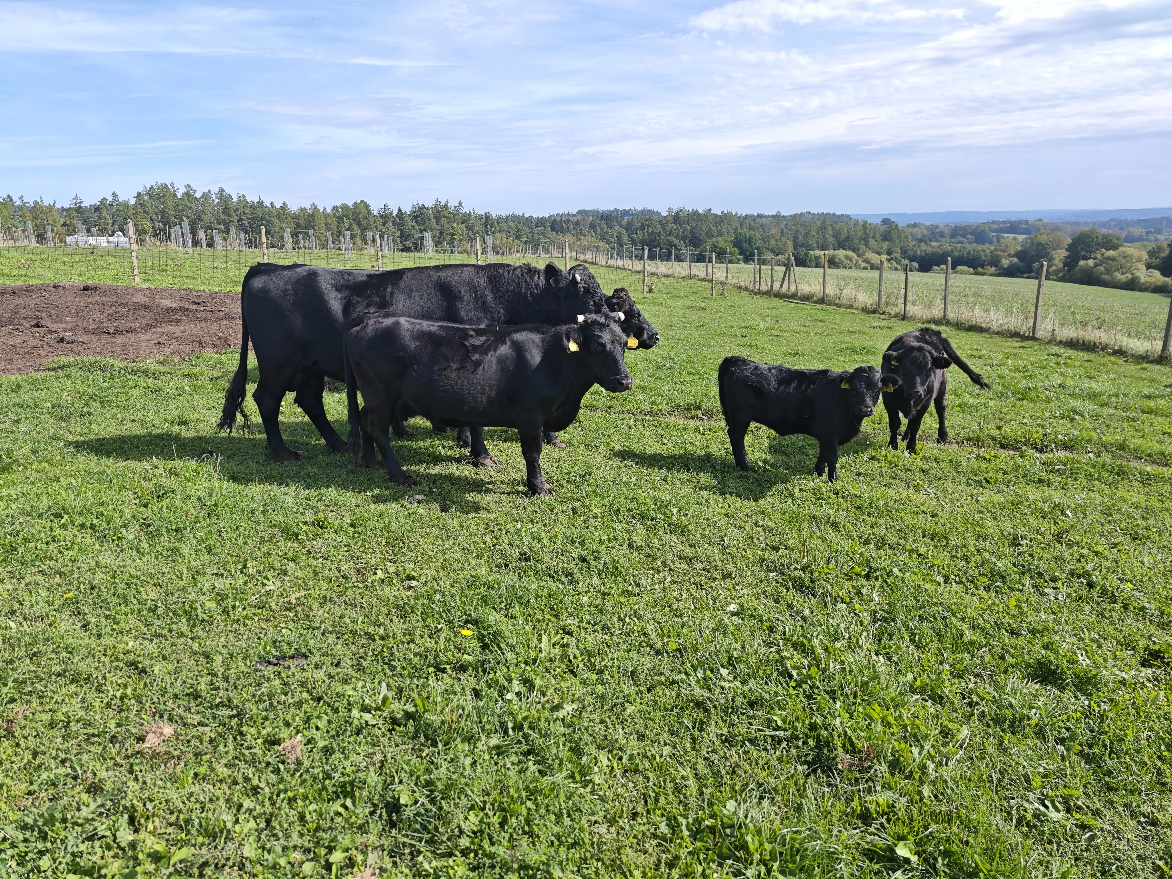 Prodám 2 jalovice plemene Dexter – ideální pro malé farmáře i vypásání