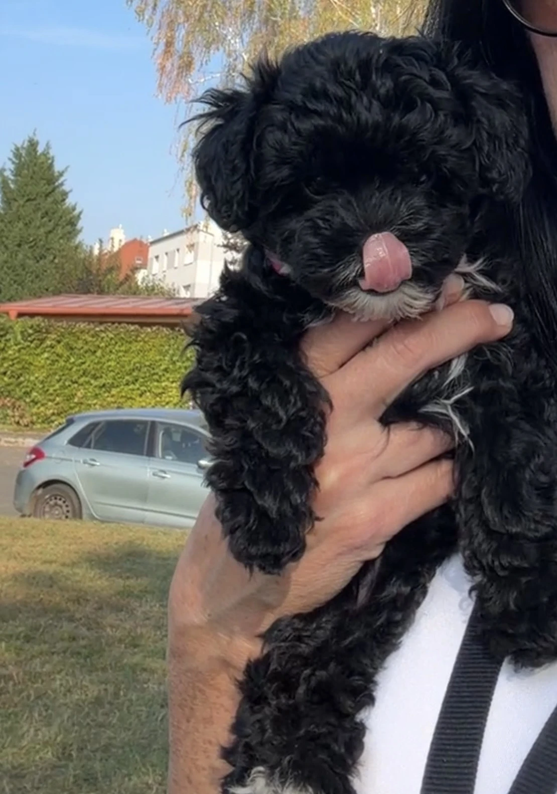 Mini poodle