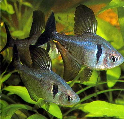 Fantom černý -Megalamphodus megalopterus