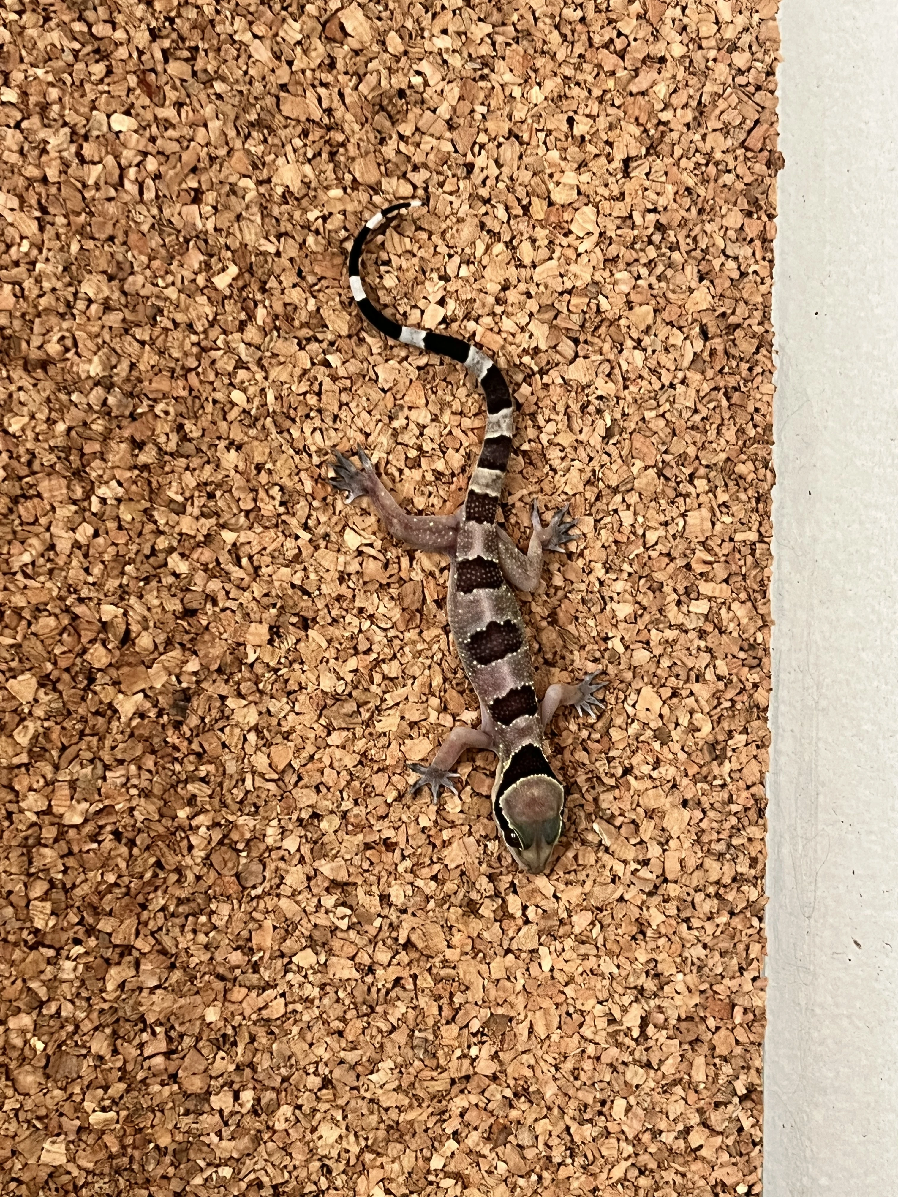 Hemidactylus faciatus