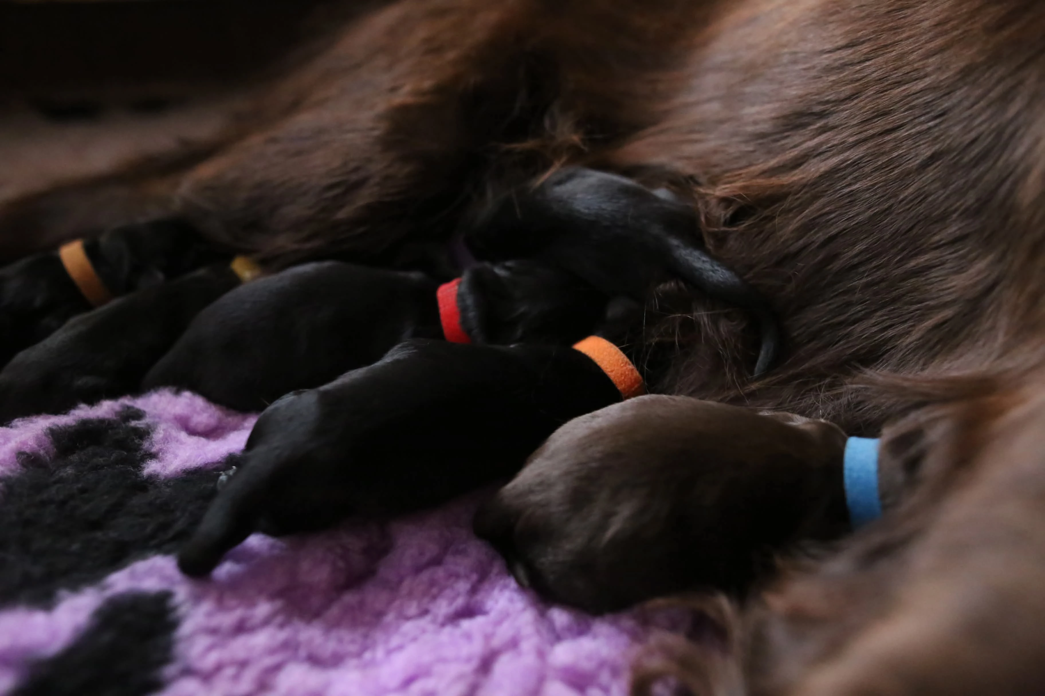 Štěňata flat coated retrievera vrh "A"