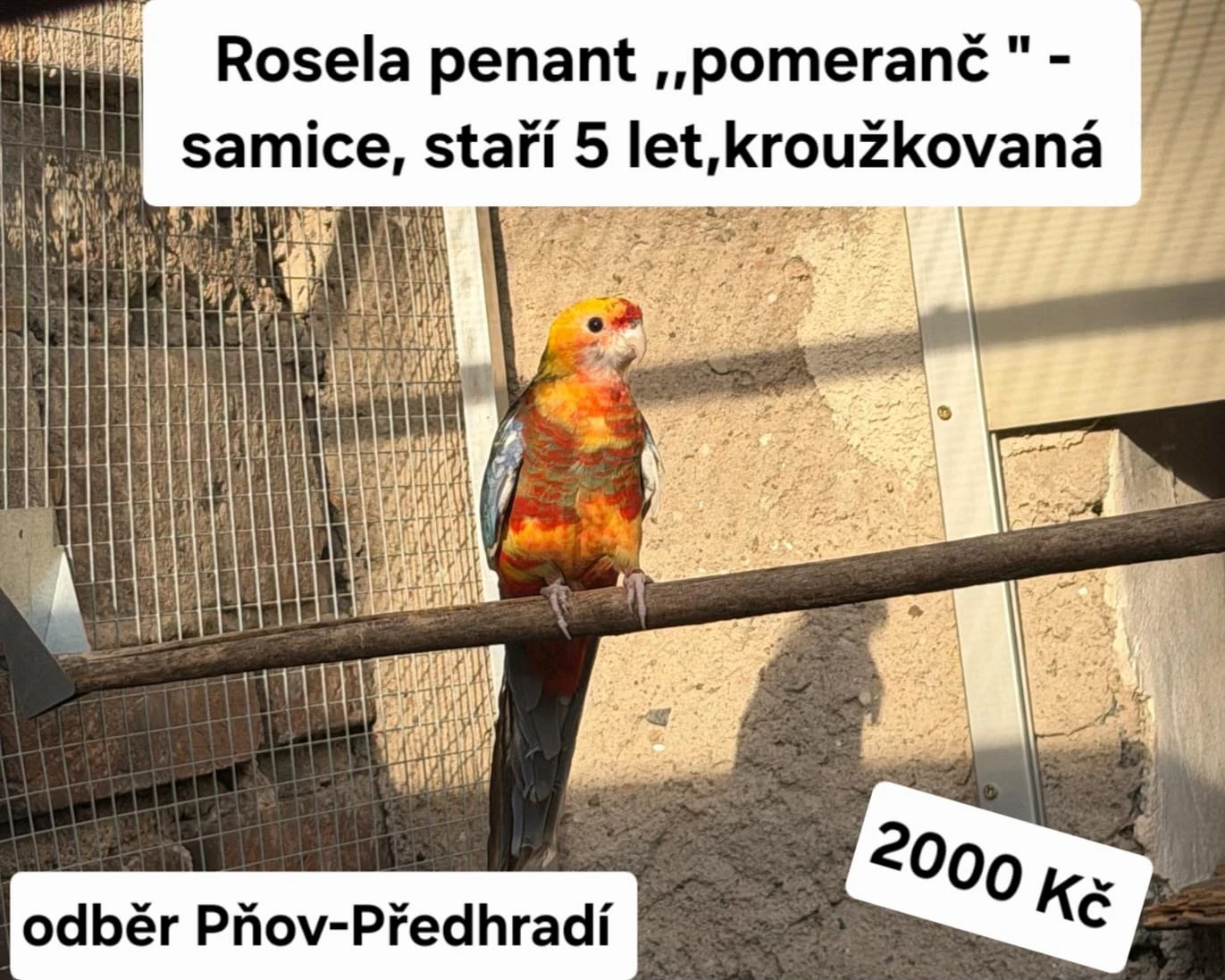 Rosela penant pomeranč samice