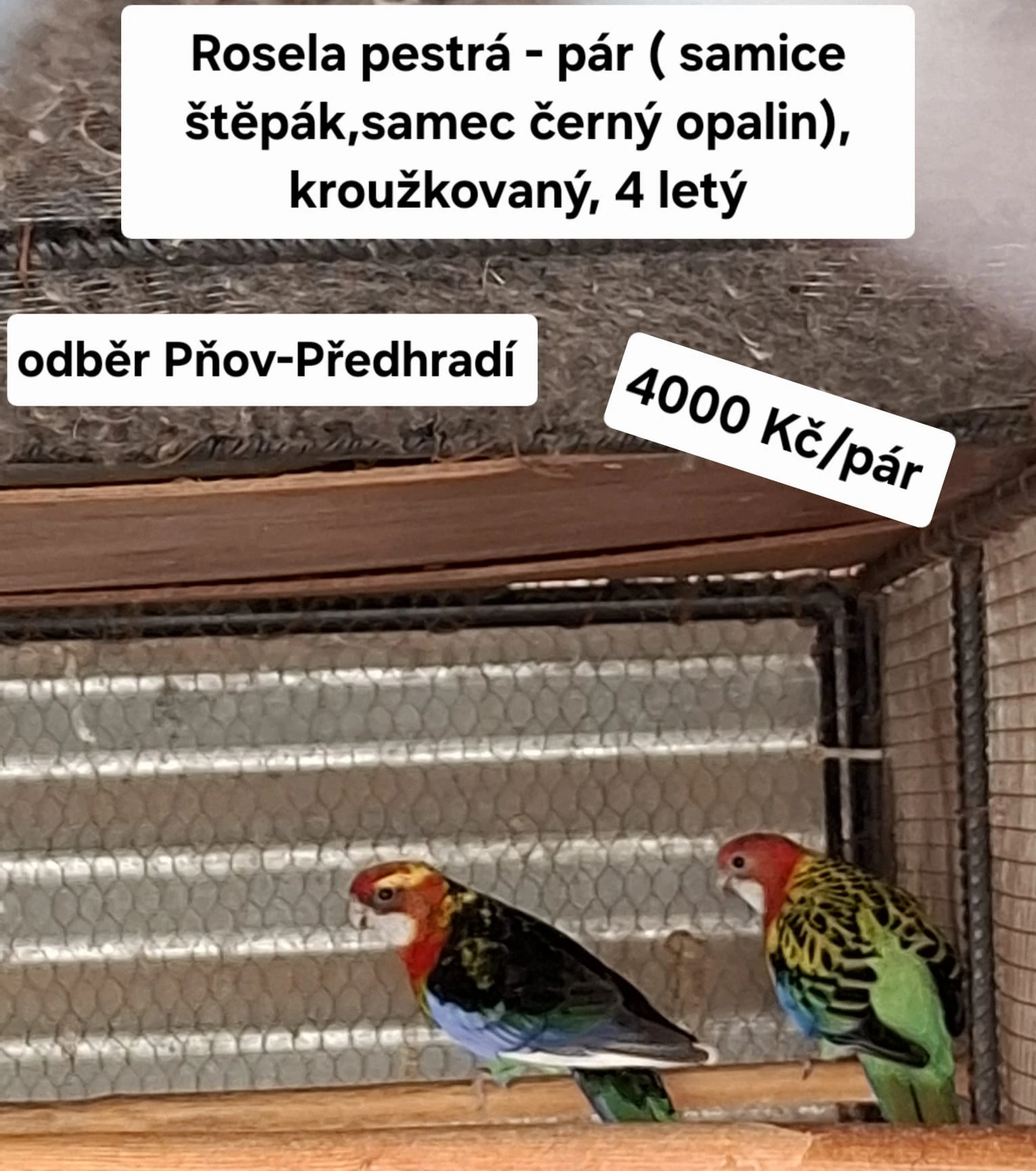 Rosela pestrá samice stěpák a samec černý opalin pár