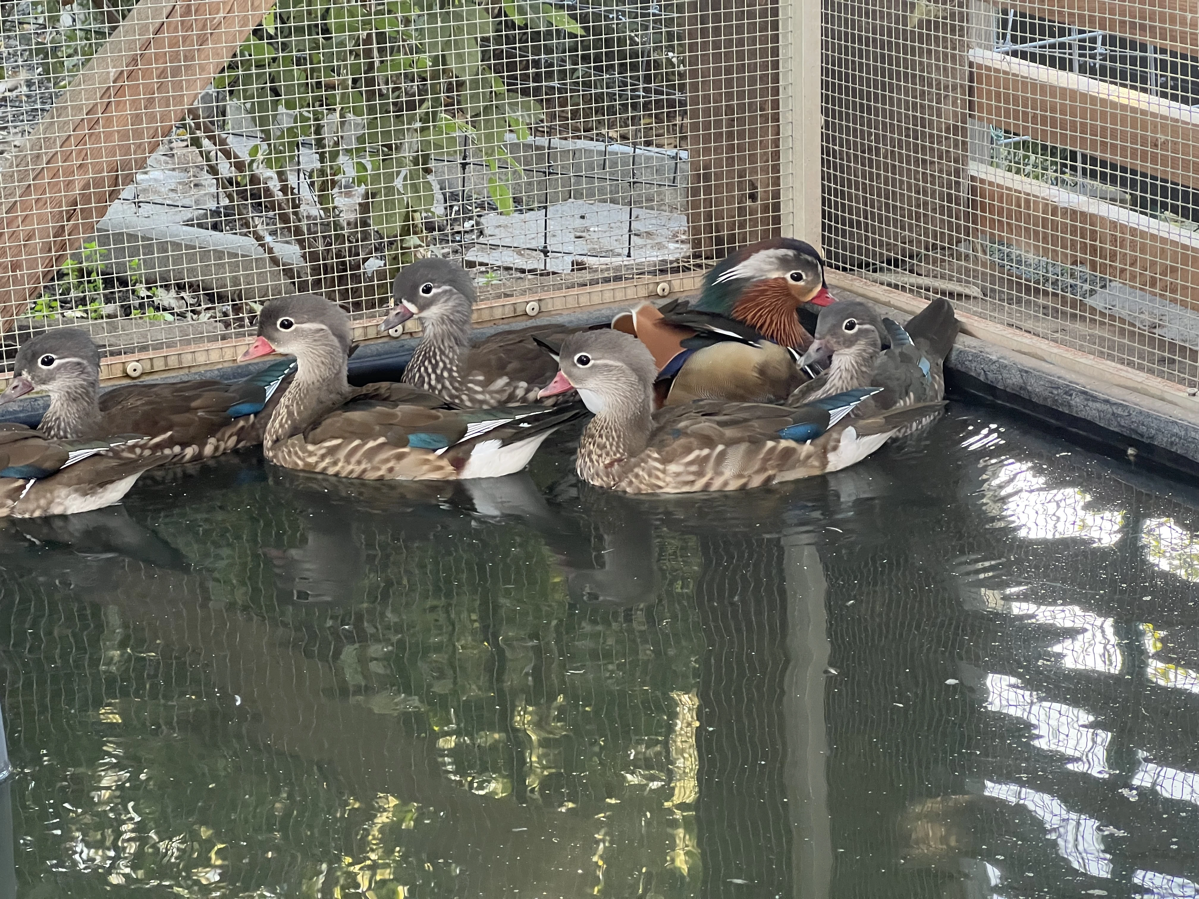 Mandarínky