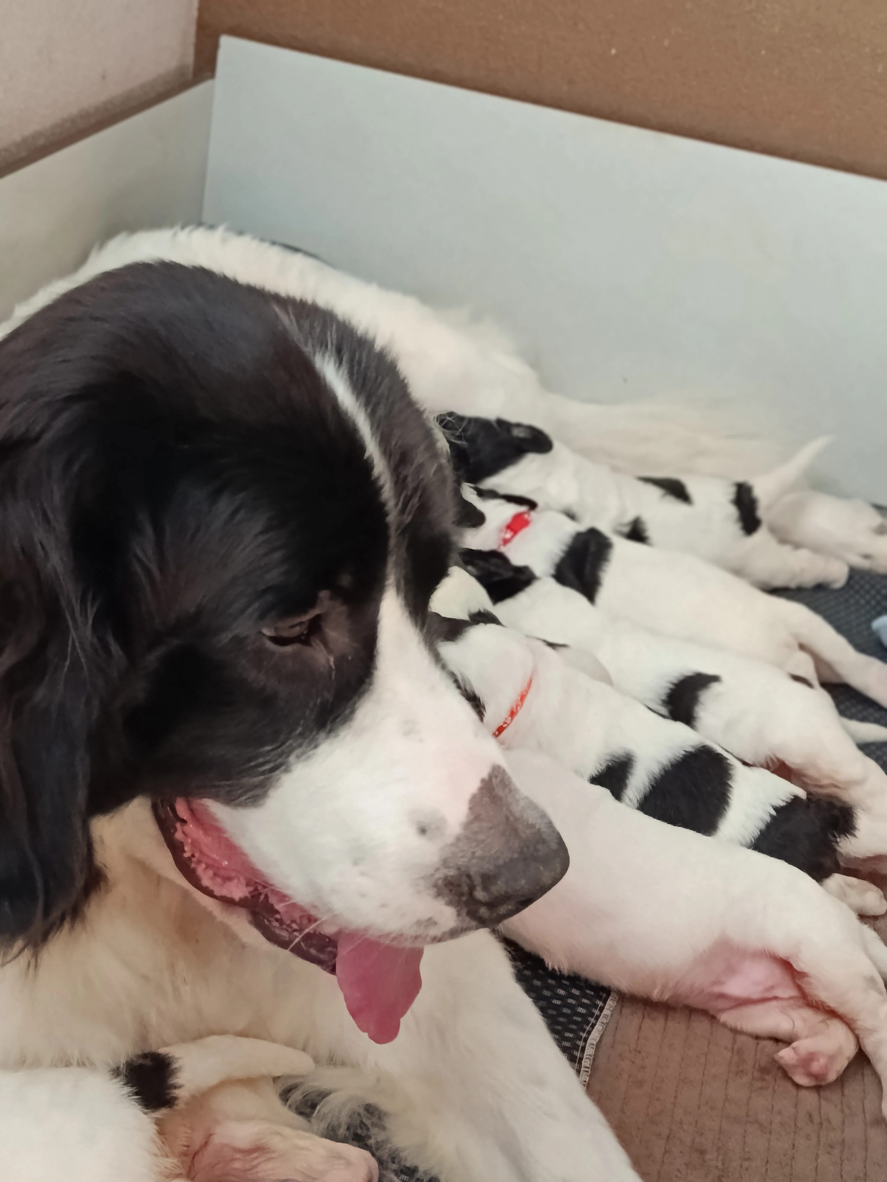 Poslední dvě landseer štěňátka