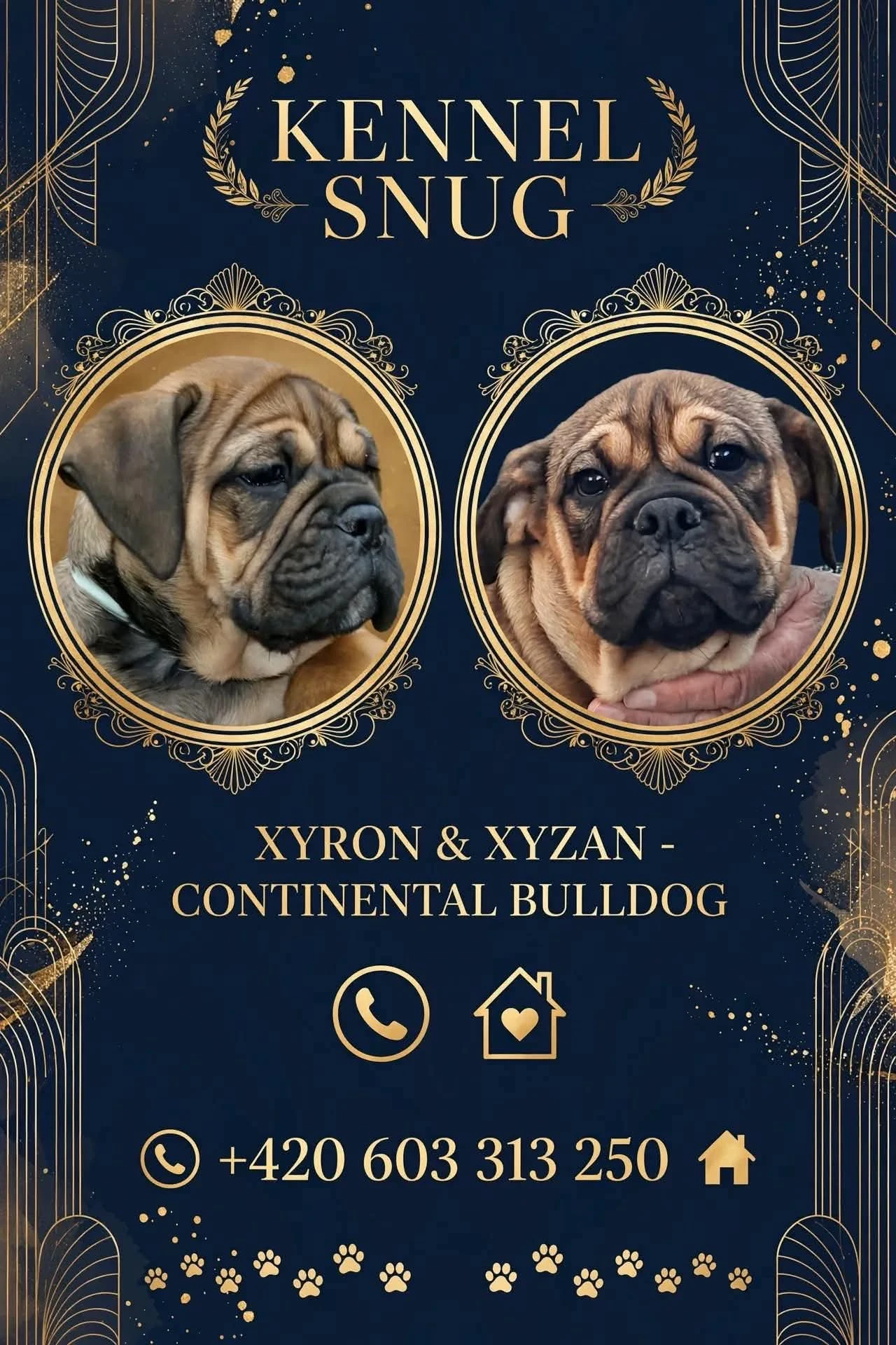 Kontinentální buldok - Continental Bulldog