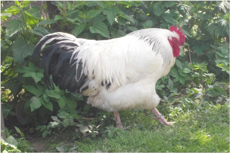 Sasexka - mladé slepice na počátku snášky