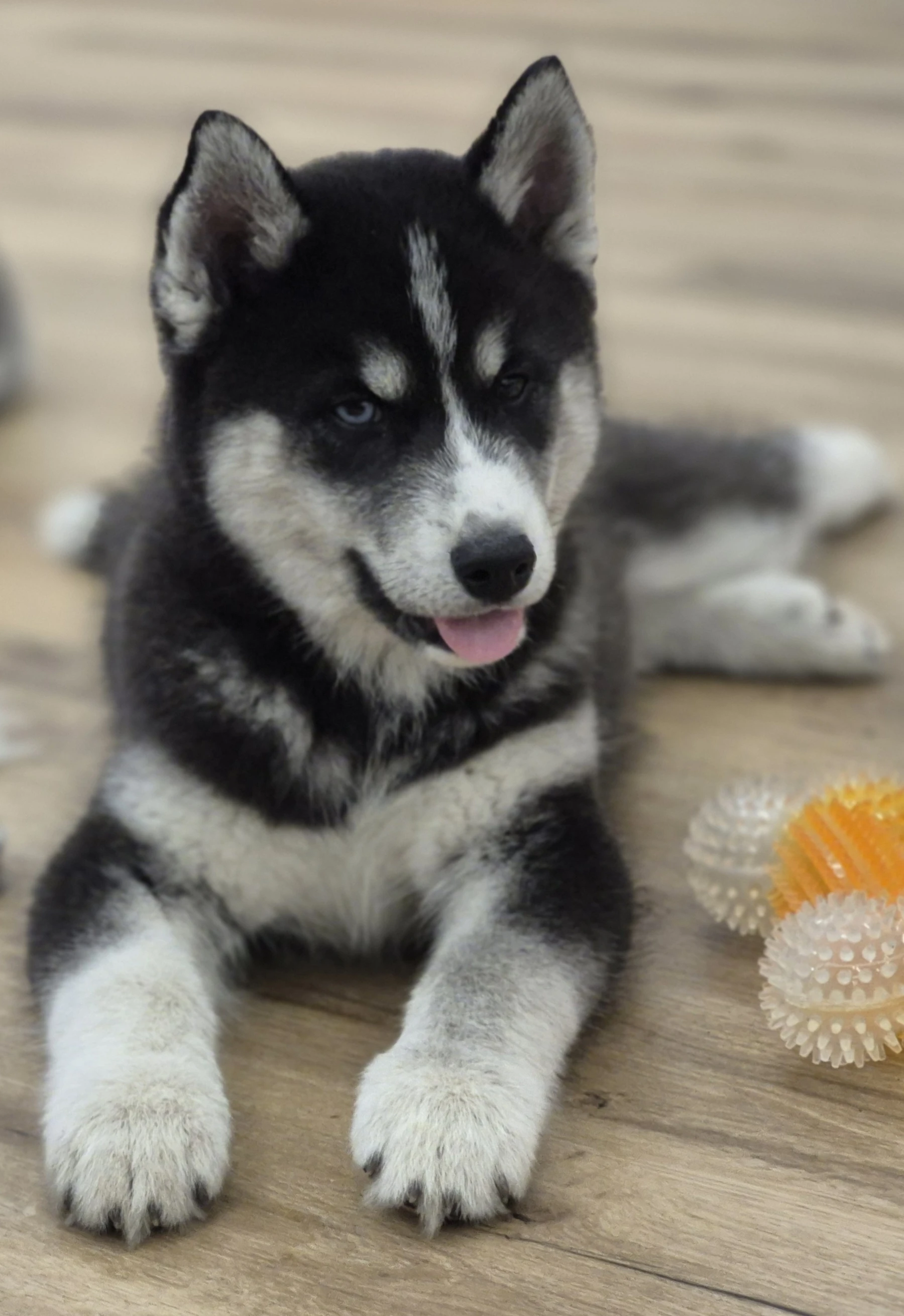 Sibiřský husky-kvalitní štěňata