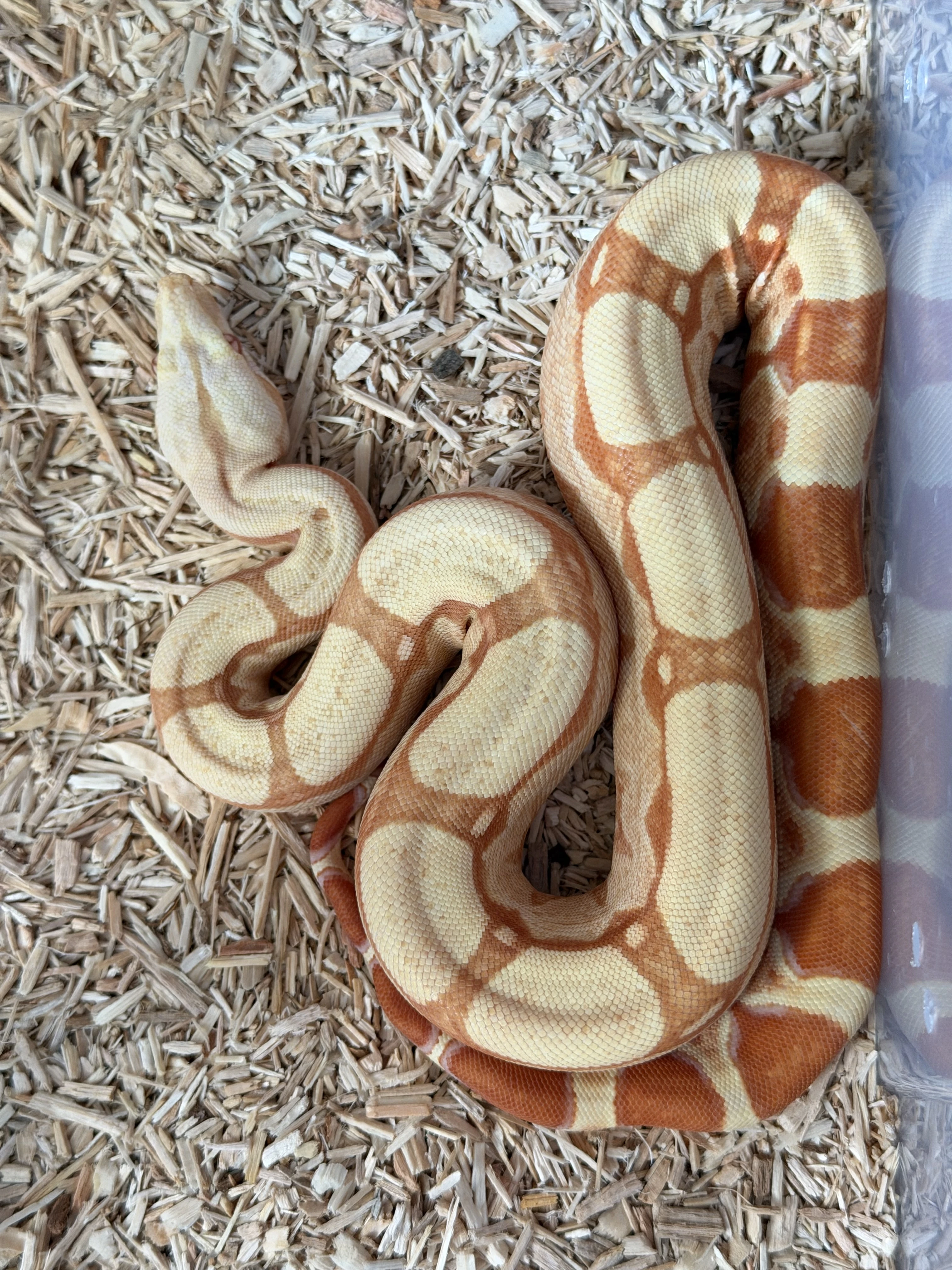 Hroznys kralovsky RLT Albino 100% het Snow