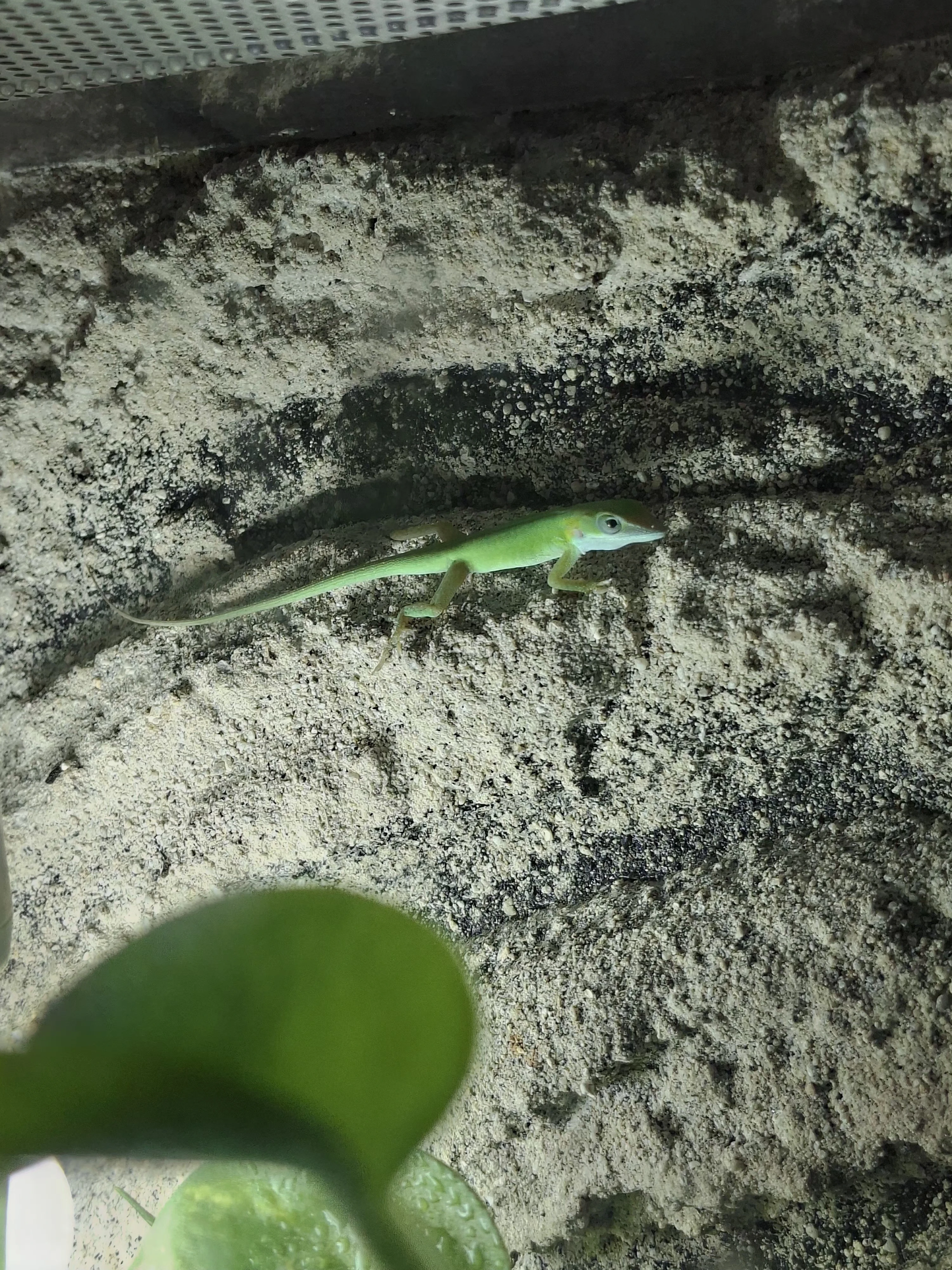 Anolis modrý (A. Allisoni)