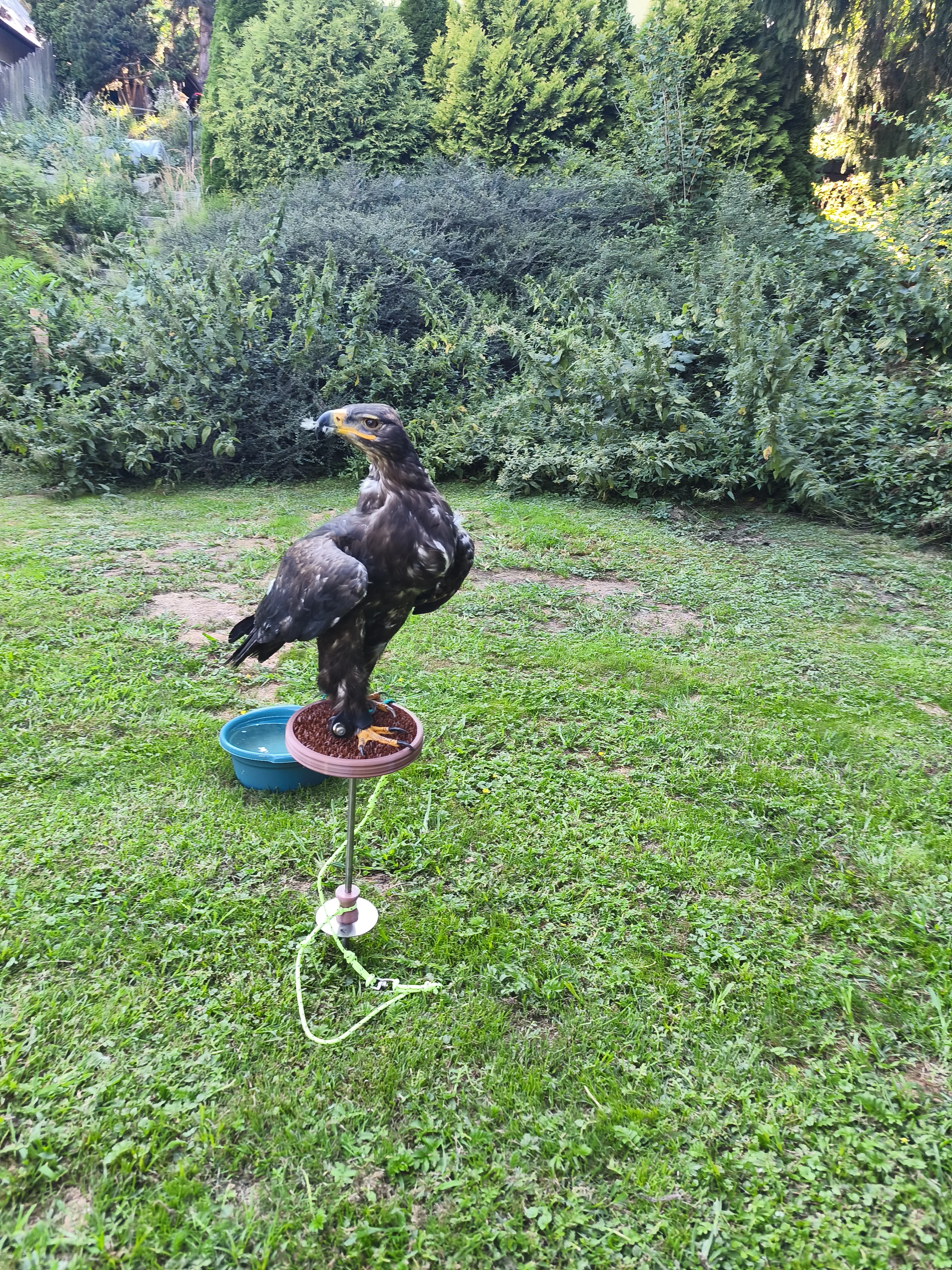 1,1 Orel stepní  /Aquila rapax/