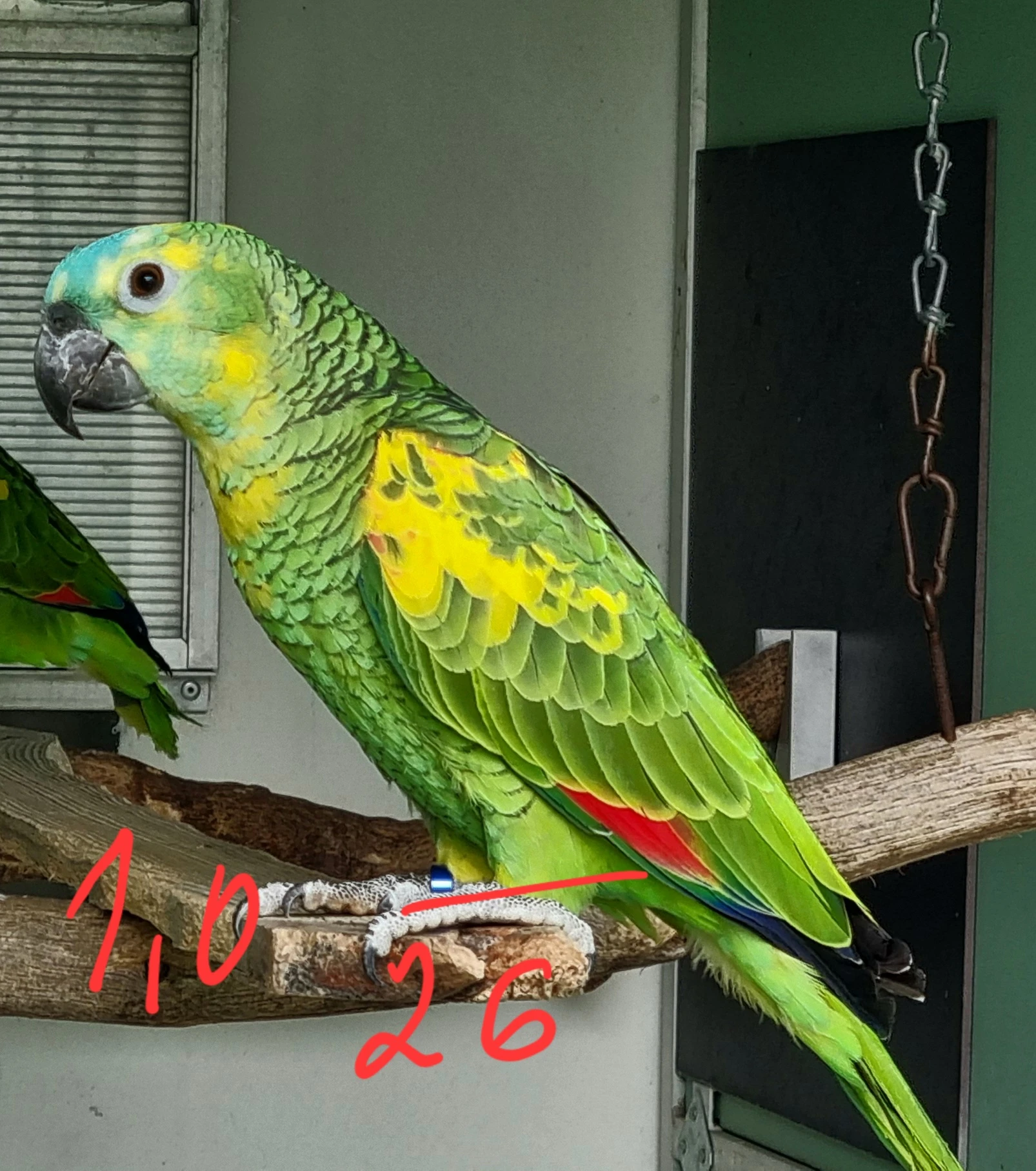 Amazonan modrocely xanthopteryx